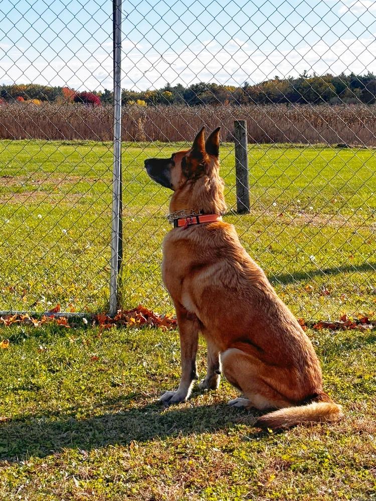 Shi, a Adoptable German Shepherd Dog image 5/6