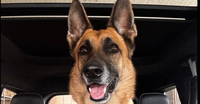 Shi, a Adoptable German Shepherd Dog image 6/6