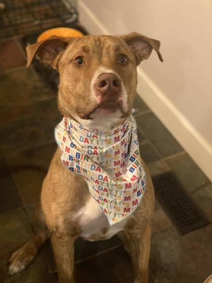 Jack FKA Gunner, Adoptable, Adult Male Great Dane & Pit Bull Terrier.