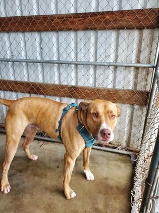 Enlarge Jack FKA Gunner, a Adoptable mixed breed in Pendleton, OR image 2/3
