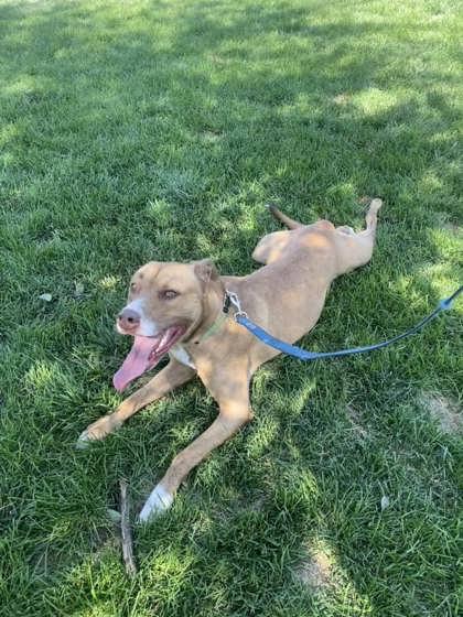 Enlarge Jack FKA Gunner, a Adoptable mixed breed in Pendleton, OR image 3/3