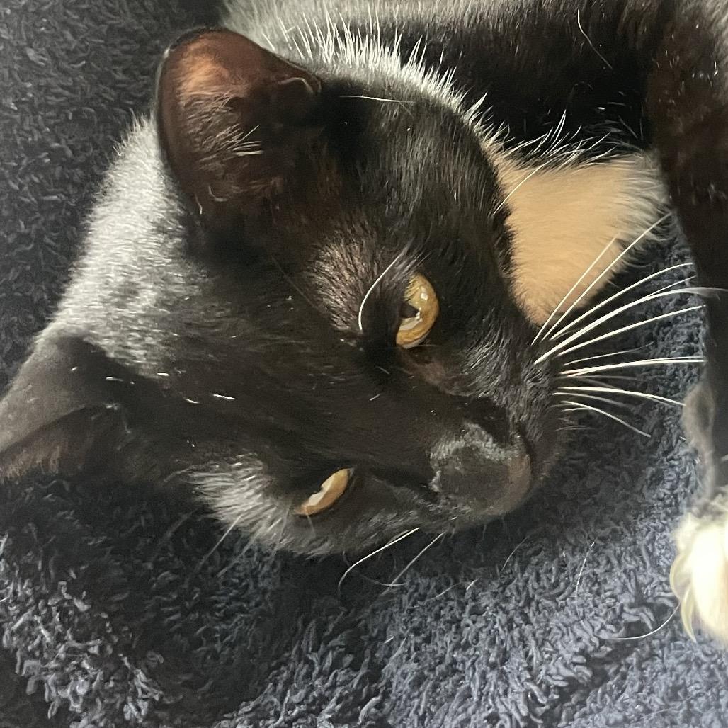 Flapjack, Adoptable, Adult Male American Shorthair.