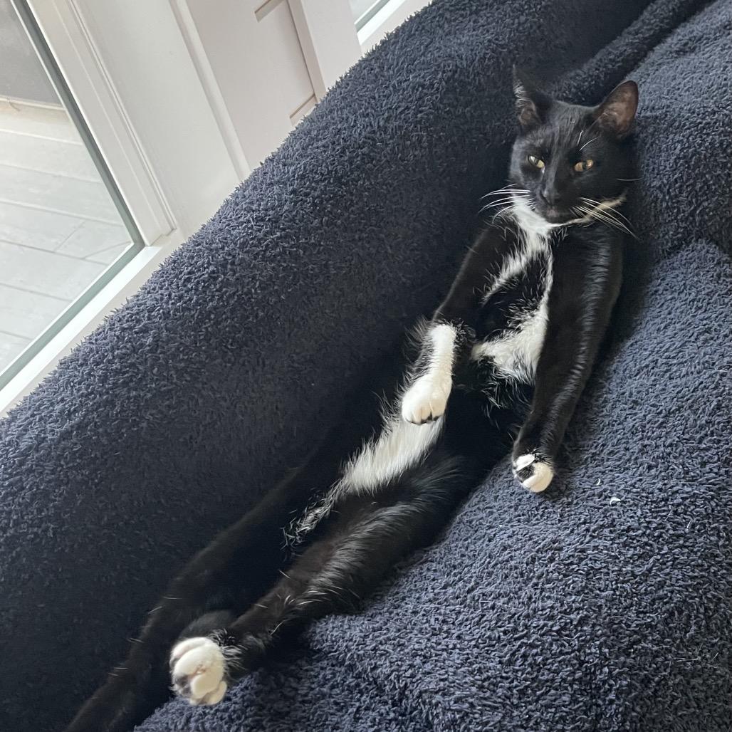 Enlarge Flapjack, a Adoptable American Shorthair in SANTA ROSA BEACH, FL image 2/5