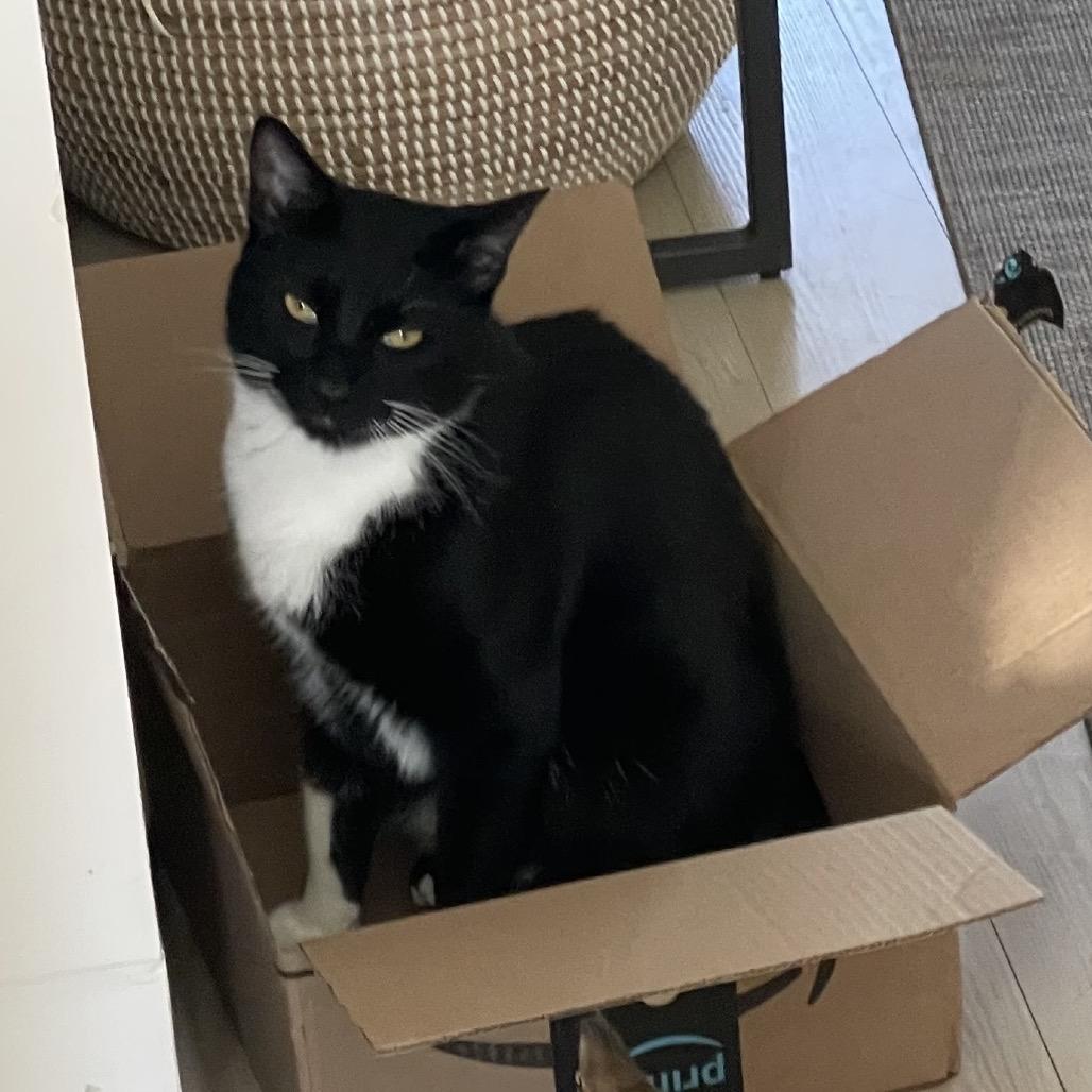 Enlarge Flapjack, a Adoptable American Shorthair in SANTA ROSA BEACH, FL image 3/5