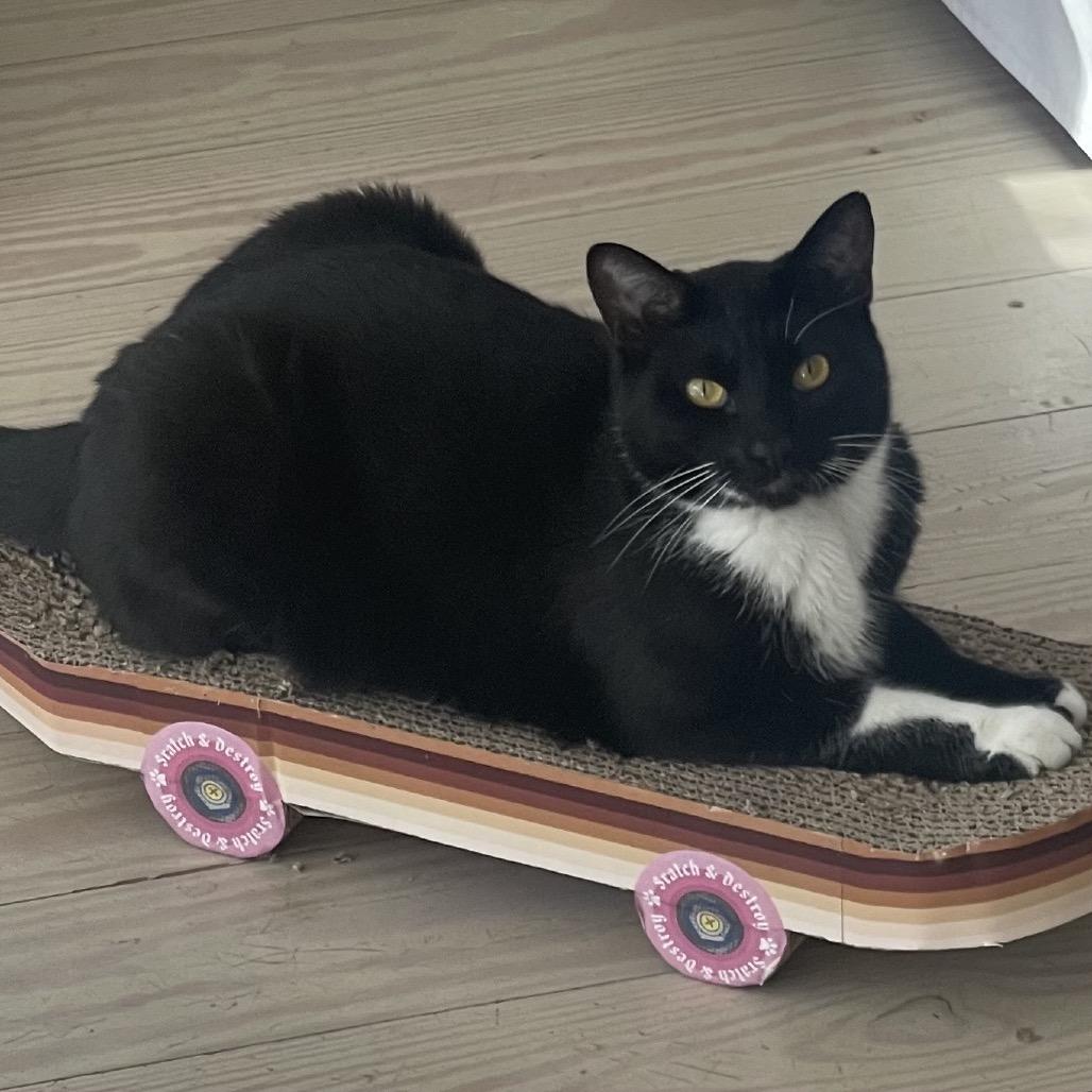 Enlarge Flapjack, a Adoptable American Shorthair in SANTA ROSA BEACH, FL image 4/5