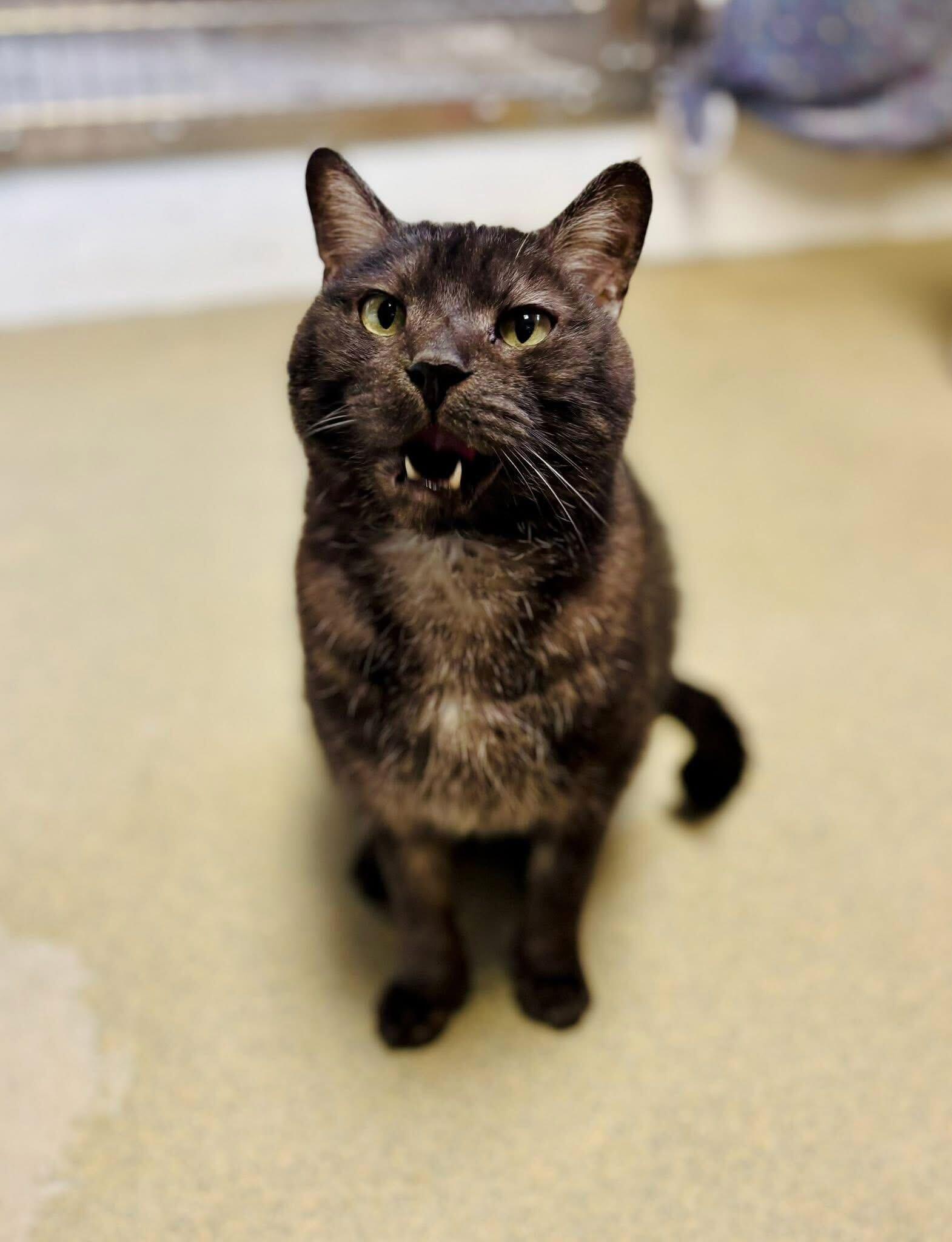 Enlarge Cooper, a ADOPTABLE Domestic Short Hair in Manchester, NH image 3/3