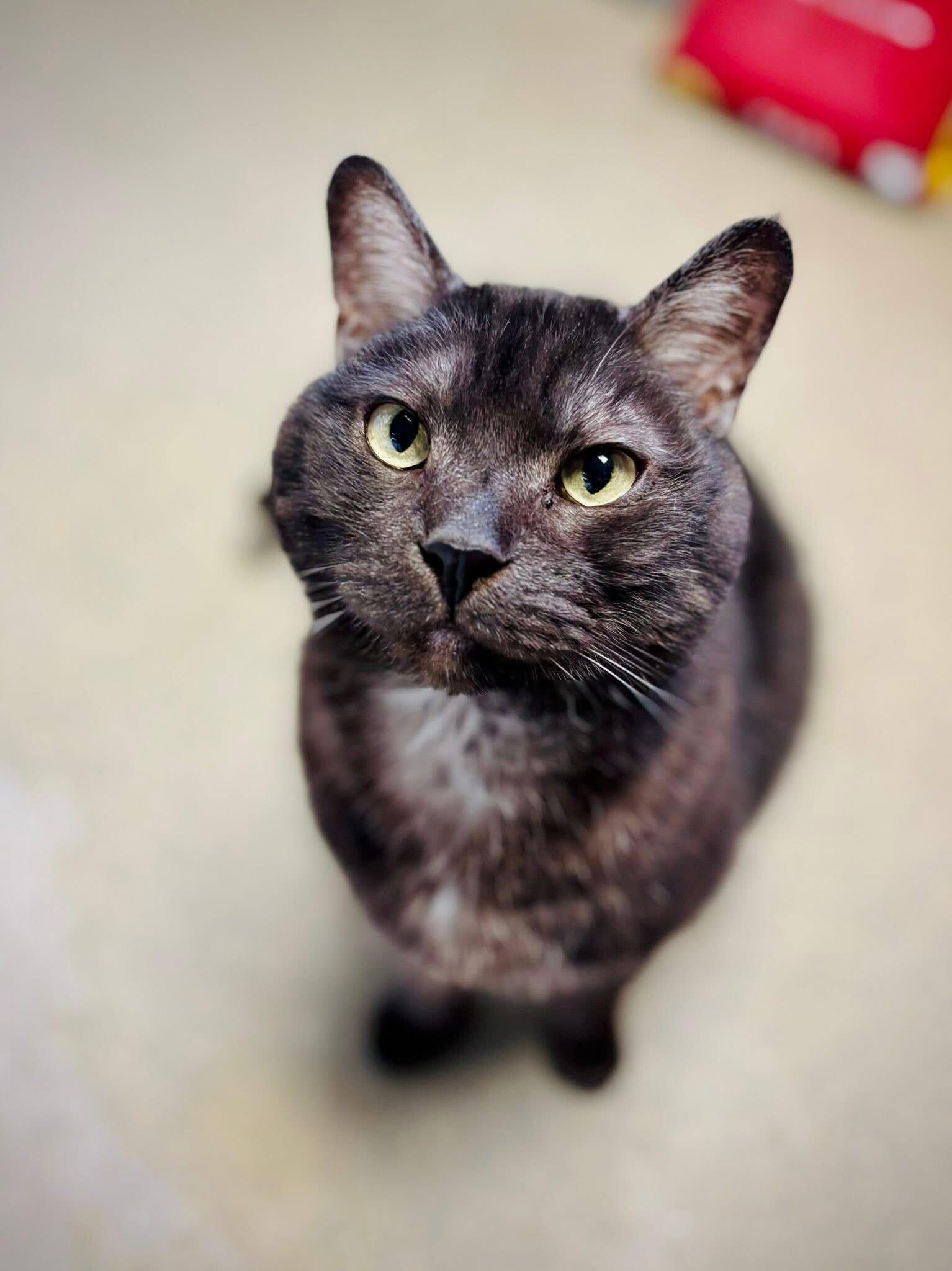 Cooper, ADOPTABLE, Adult Male Domestic Short Hair.