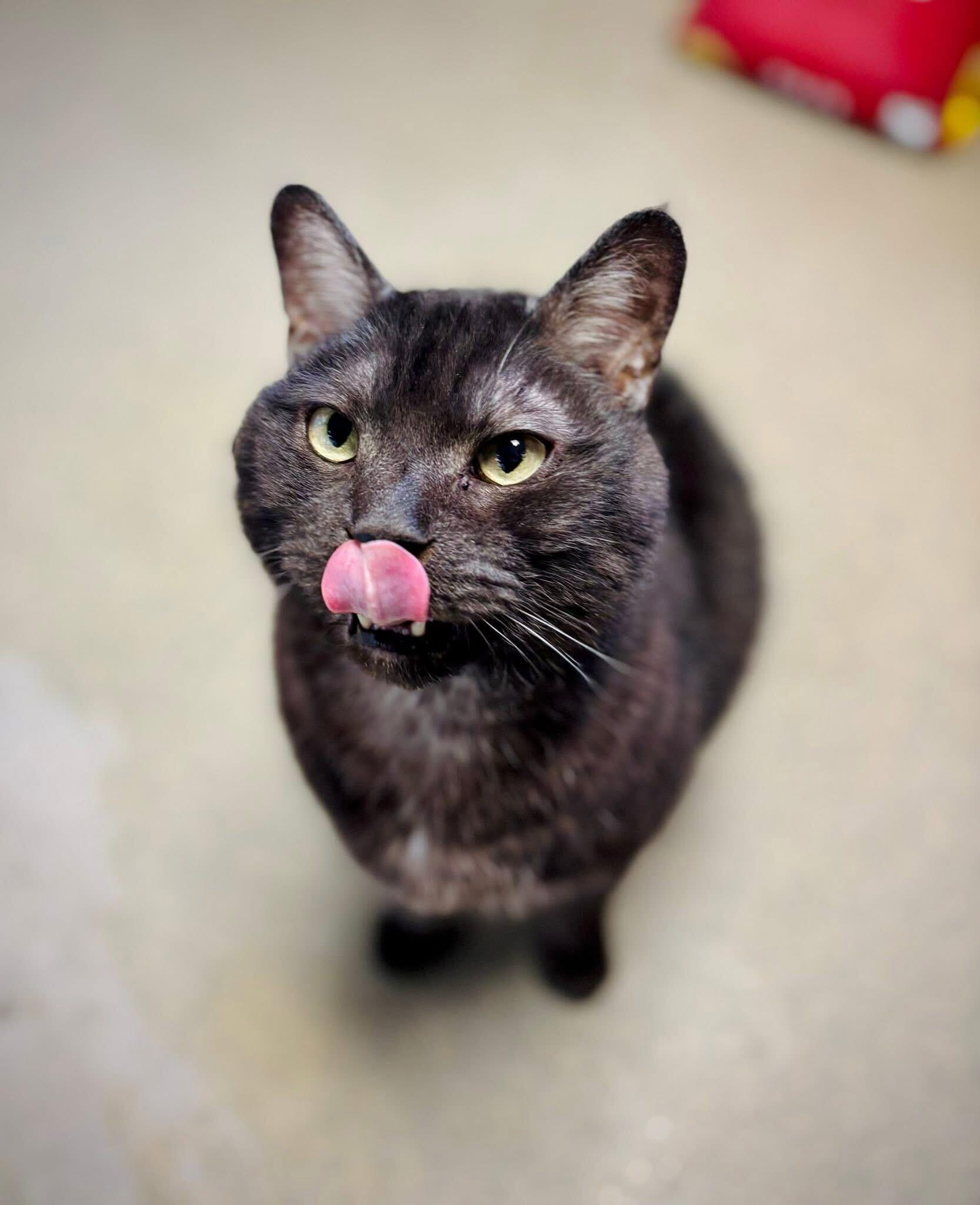 Enlarge Cooper, a ADOPTABLE Domestic Short Hair in Manchester, NH image 2/3