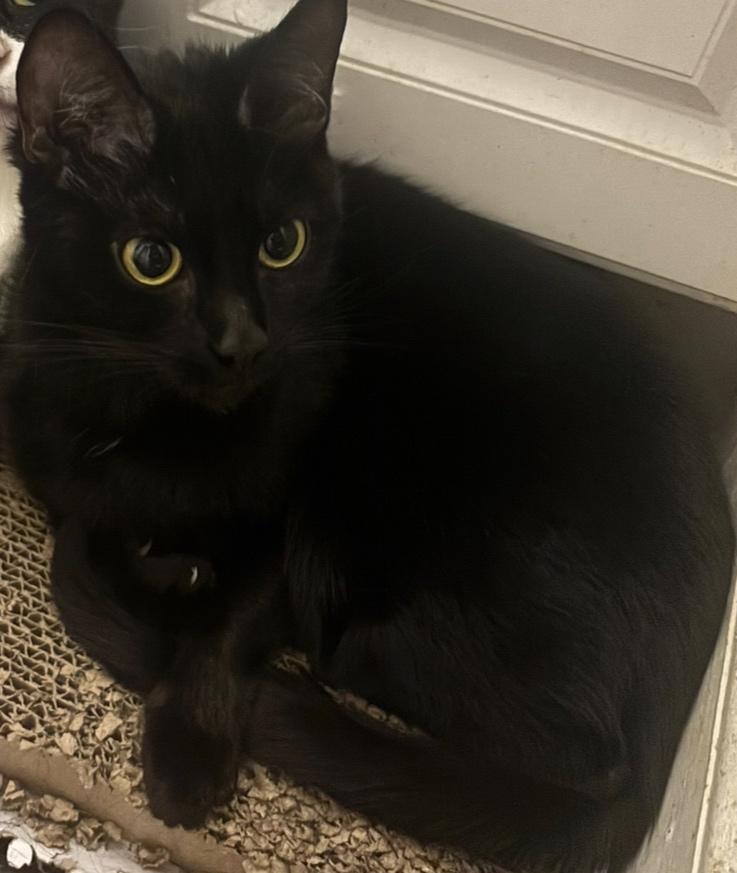 Duchess, ADOPTABLE, Adult Female Domestic Short Hair.