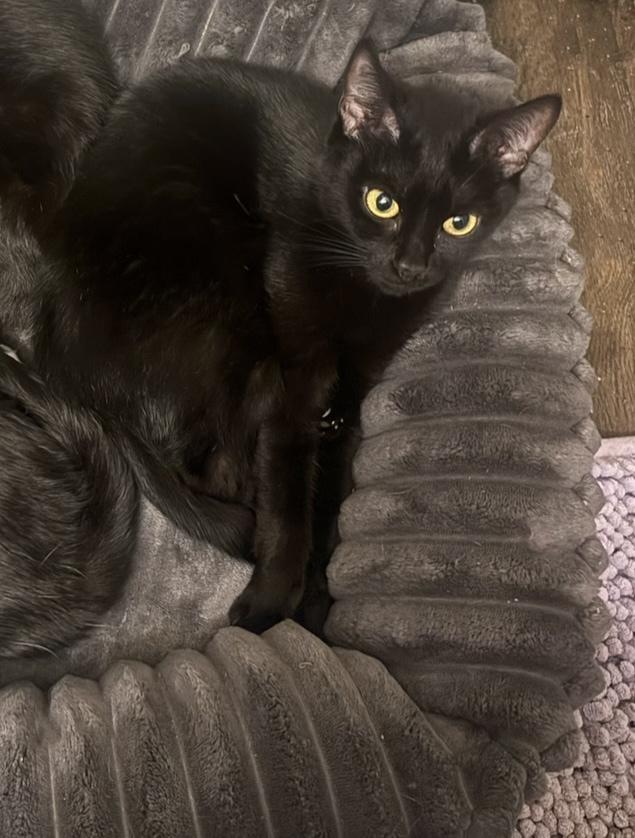 Enlarge Duchess, a ADOPTABLE Domestic Short Hair in Statesboro, GA image 2/2
