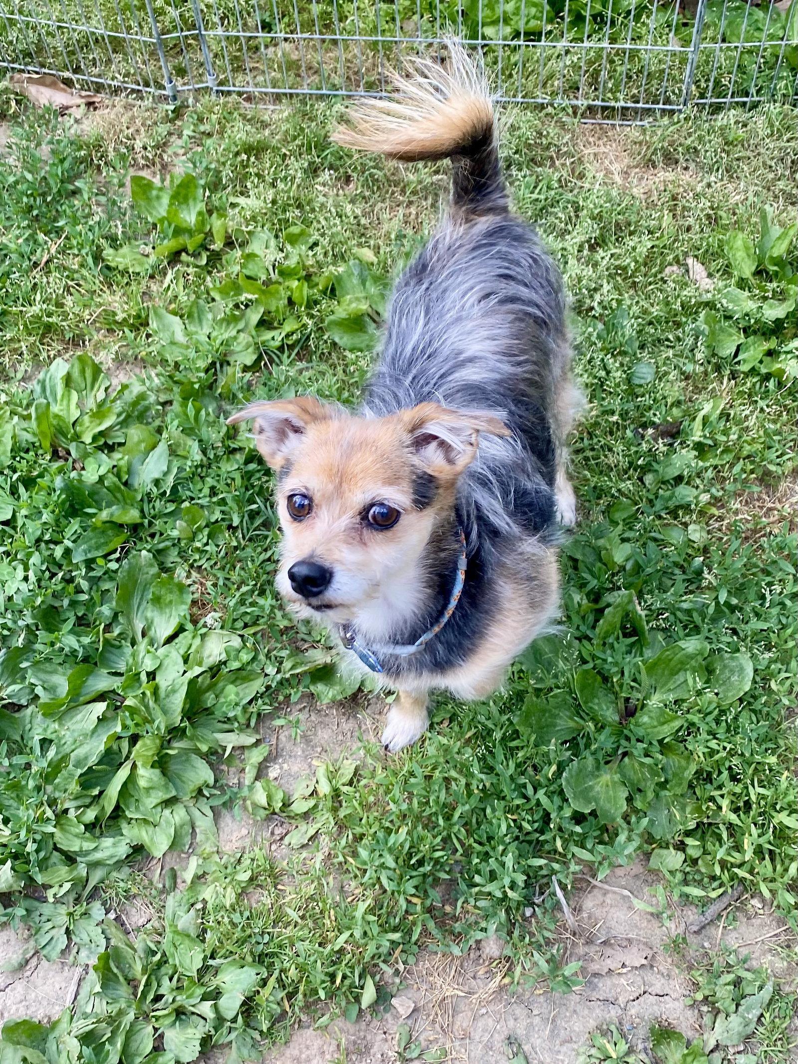 Freddy, a Adoptable Yorkshire Terrier in Barnhart, MO image 1/3