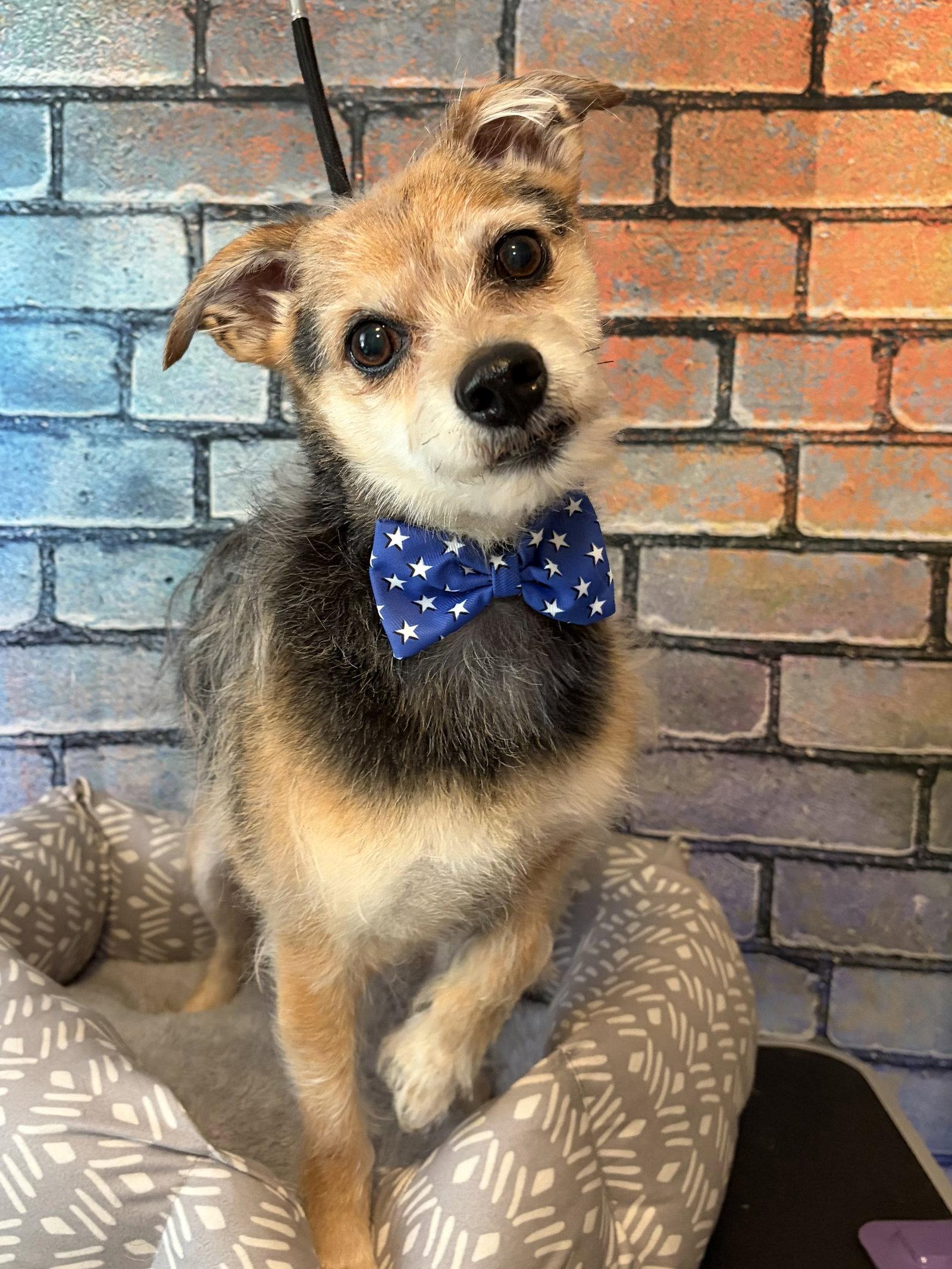 Freddy, a Adoptable Yorkshire Terrier in Barnhart, MO image 2/3