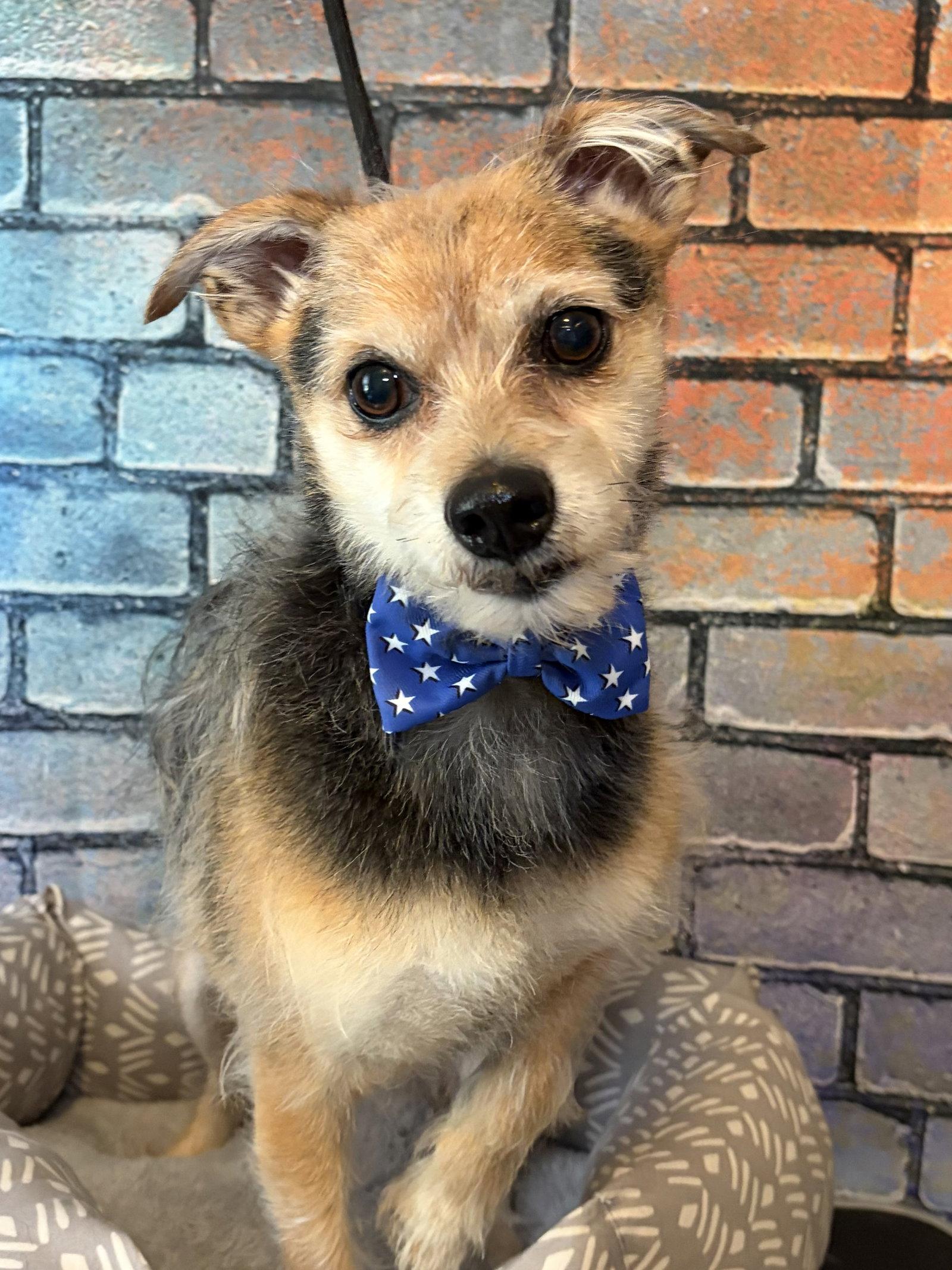 Freddy, a Adoptable Yorkshire Terrier in Barnhart, MO image 3/3