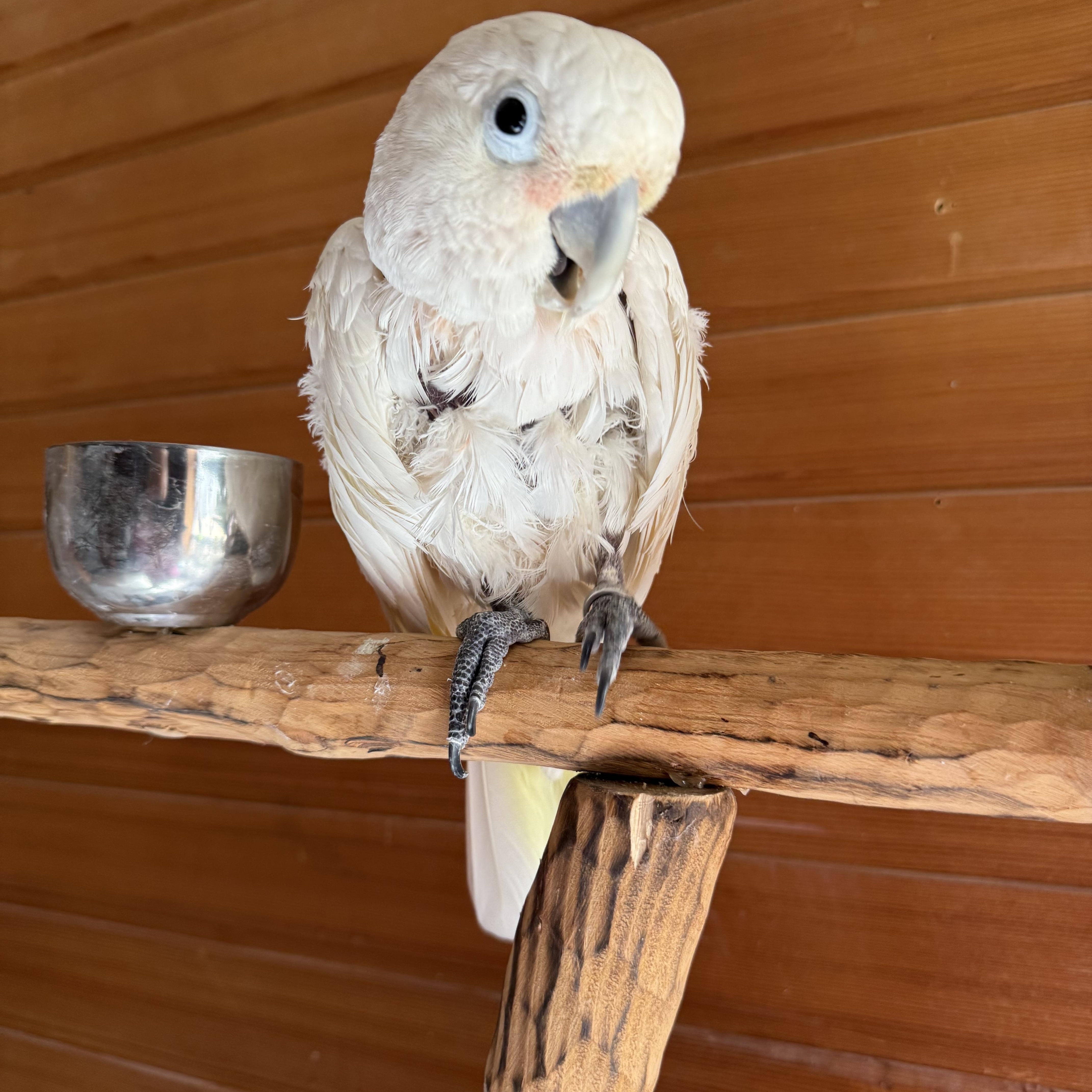 Enlarge Boo, a Adoptable Cockatoo in Lenexa, KS image 1/1