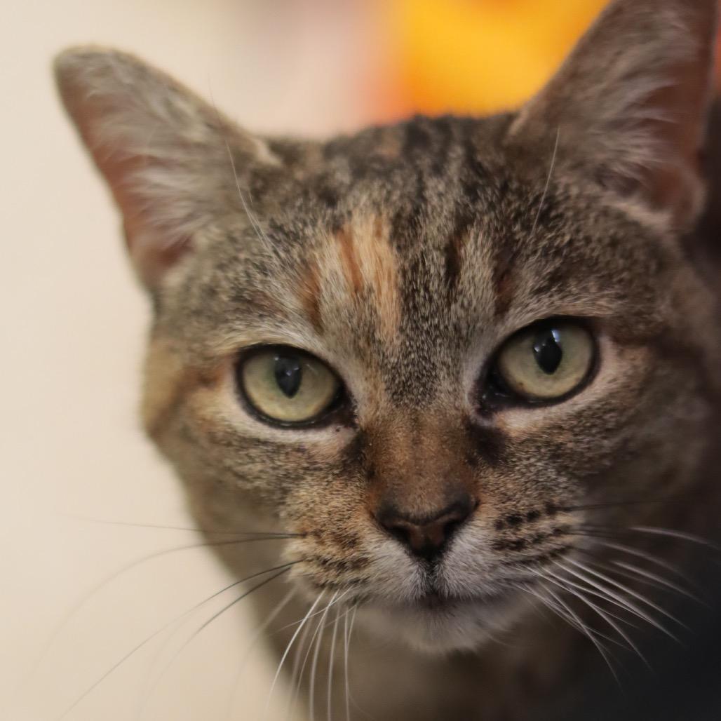 Catalina, Adoptable, Senior Female Domestic Short Hair.