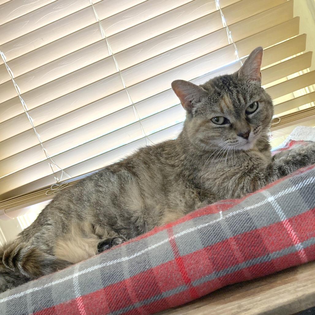 Enlarge Catalina, a Adoptable Domestic Short Hair in Philadelphia, PA image 1/6