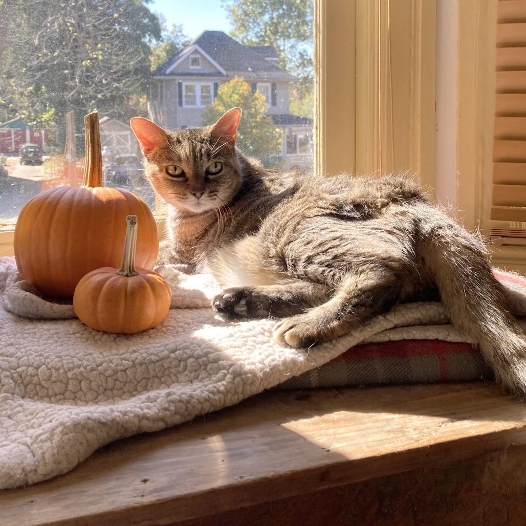 Enlarge Catalina, a Adoptable Domestic Short Hair in Philadelphia, PA image 2/6