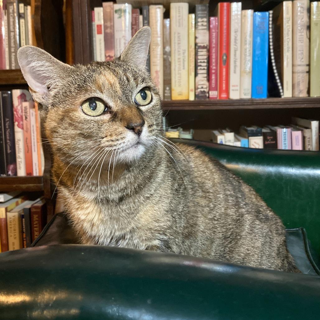 Enlarge Catalina, a Adoptable Domestic Short Hair in Philadelphia, PA image 3/6