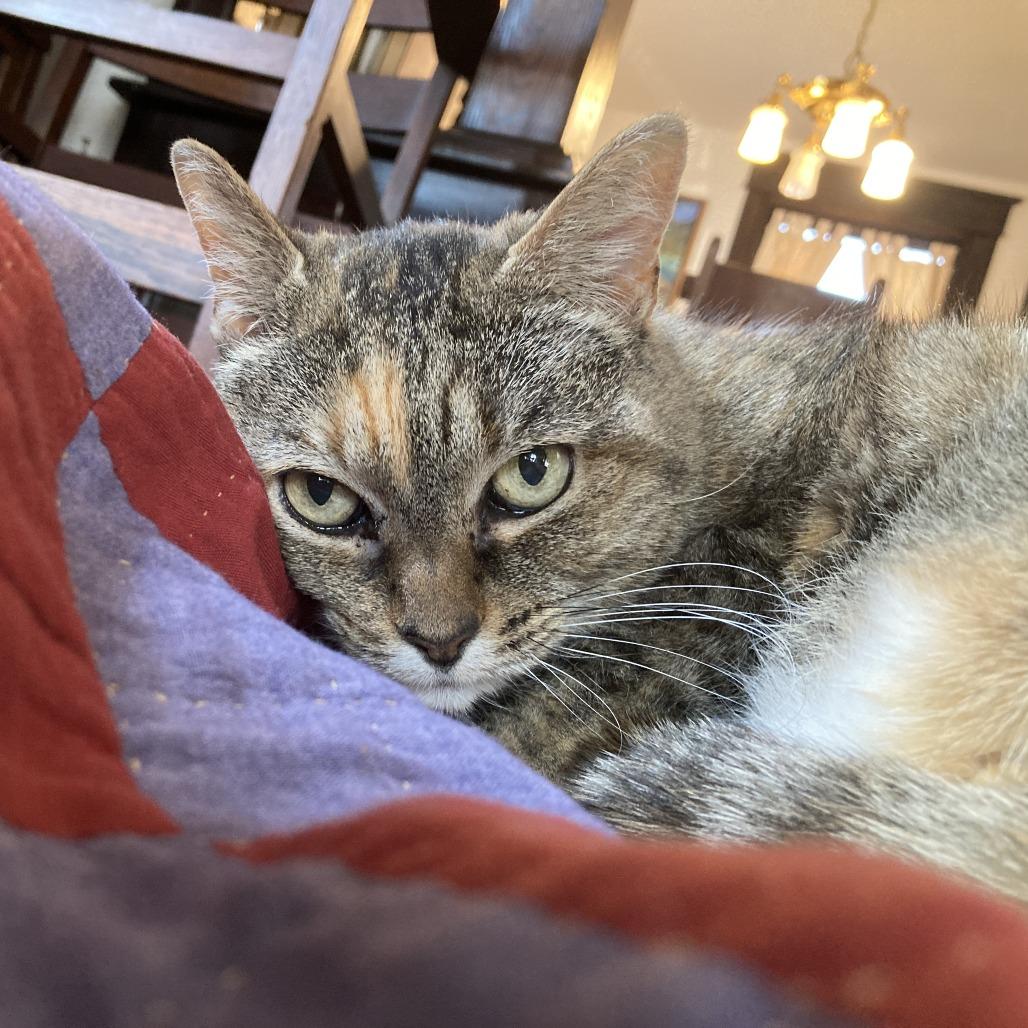 Enlarge Catalina, a Adoptable Domestic Short Hair in Philadelphia, PA image 4/6