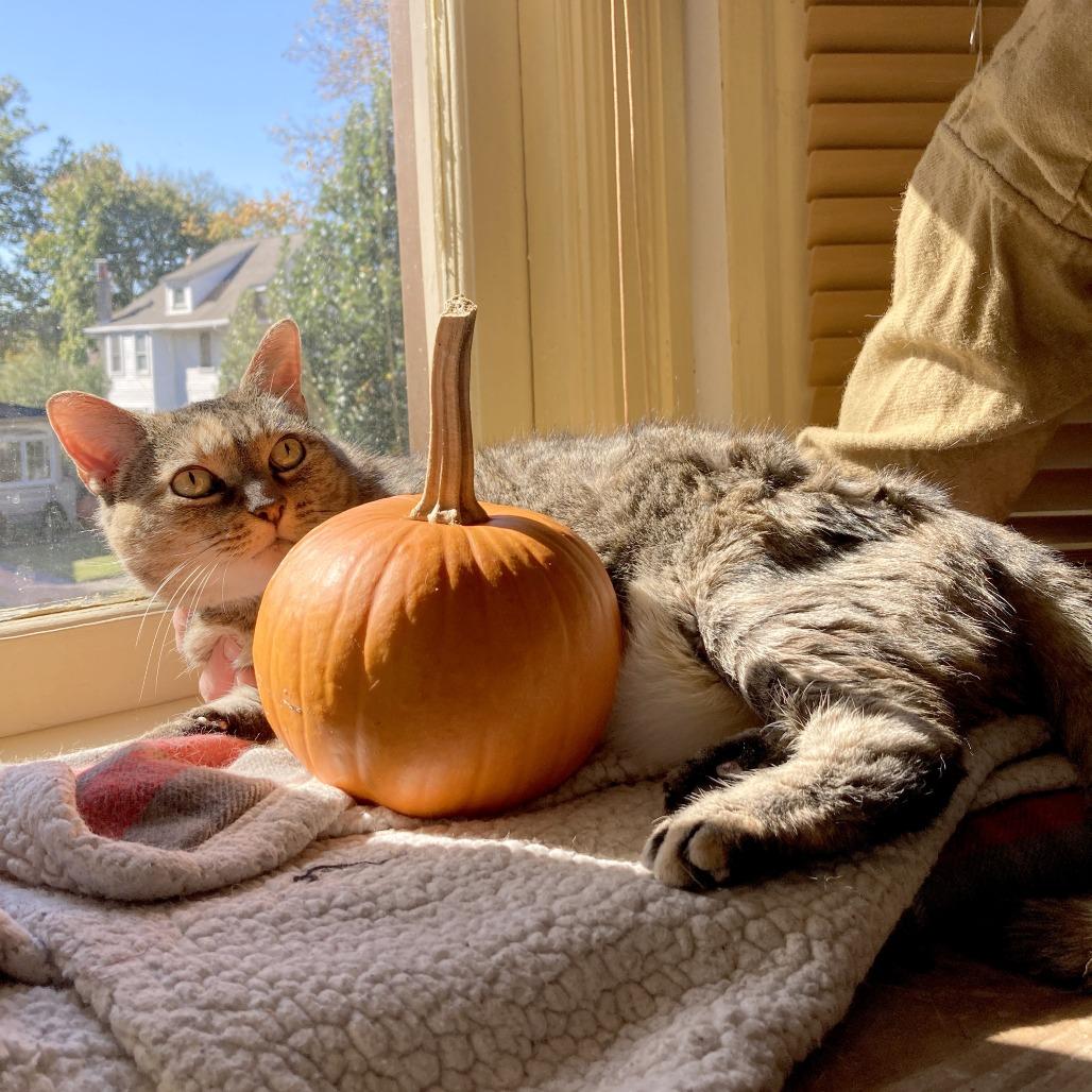 Enlarge Catalina, a Adoptable Domestic Short Hair in Philadelphia, PA image 5/6