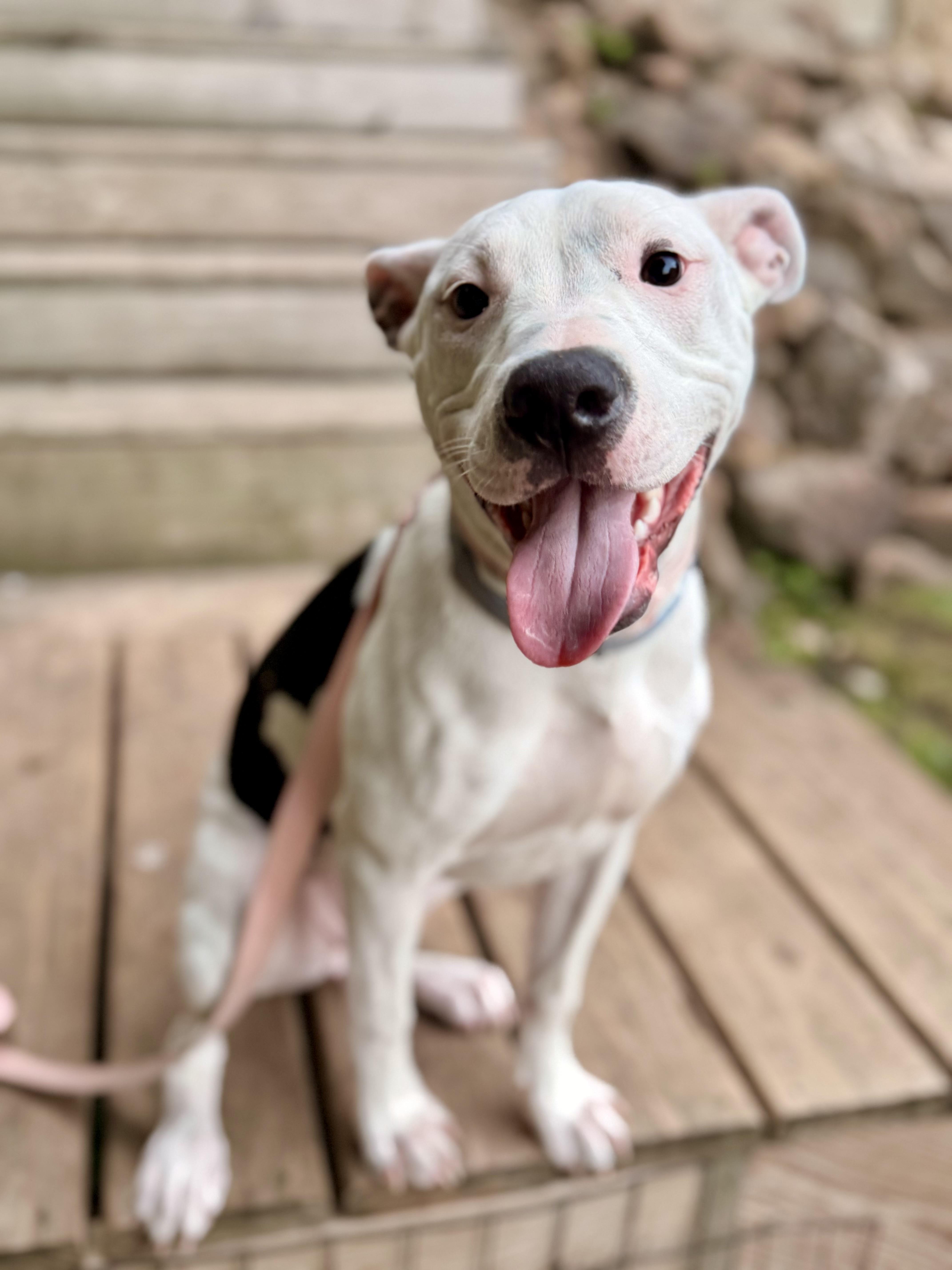 Valentine, a ADOPTABLE mixed breed in North Freedom, WI image 2/4