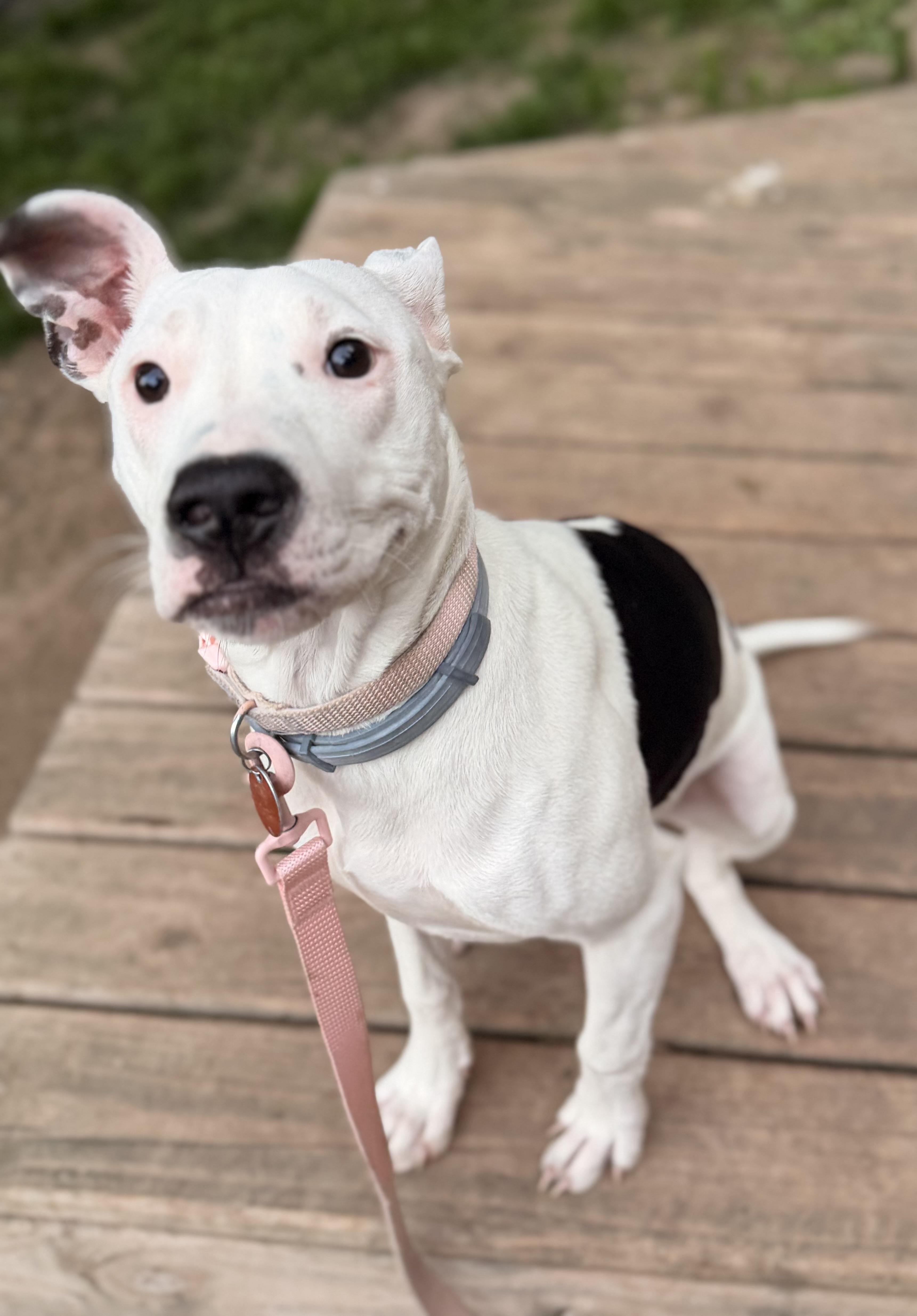 Valentine, a ADOPTABLE mixed breed in North Freedom, WI image 3/4