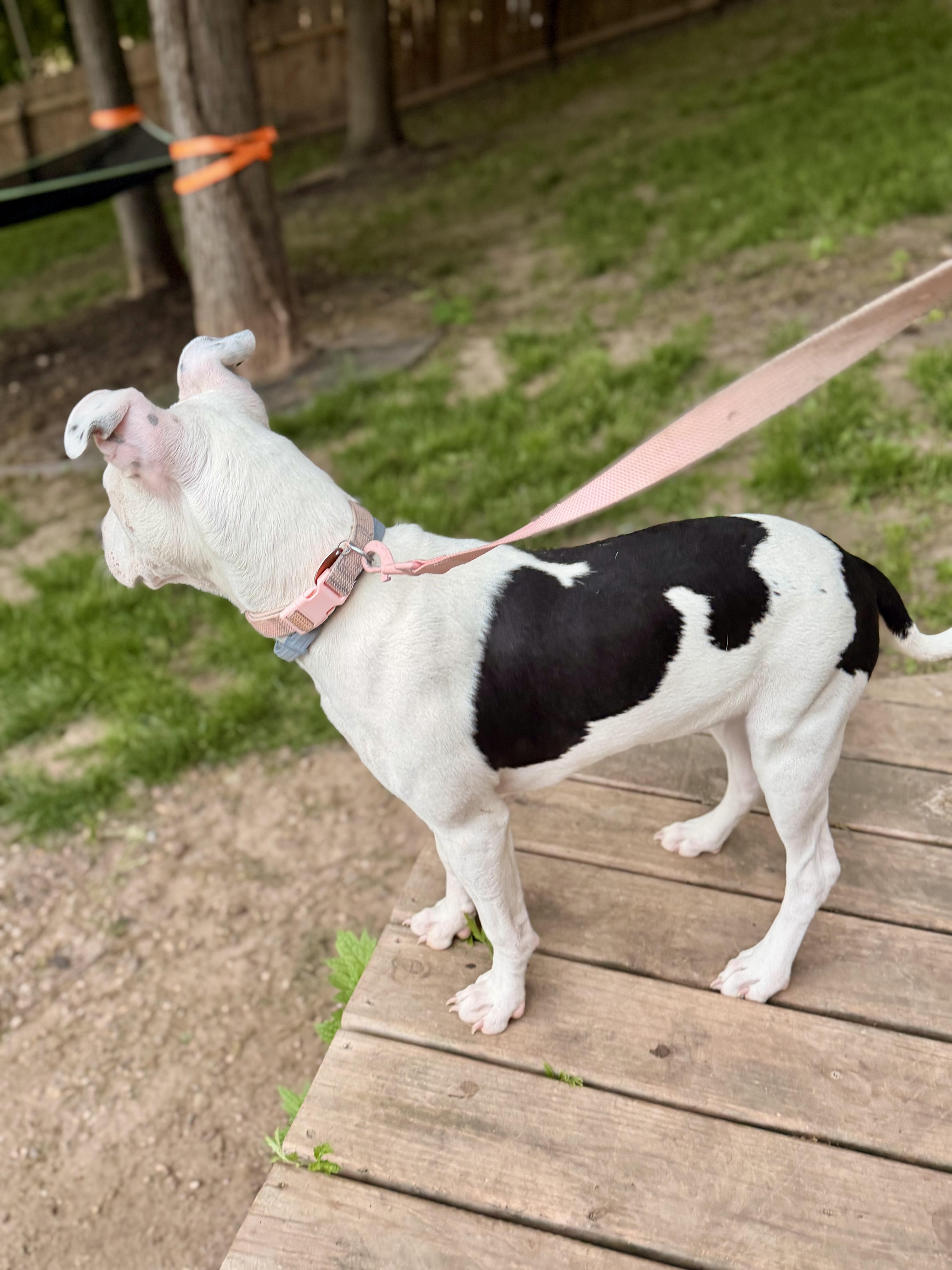 Valentine, a ADOPTABLE mixed breed in North Freedom, WI image 4/4