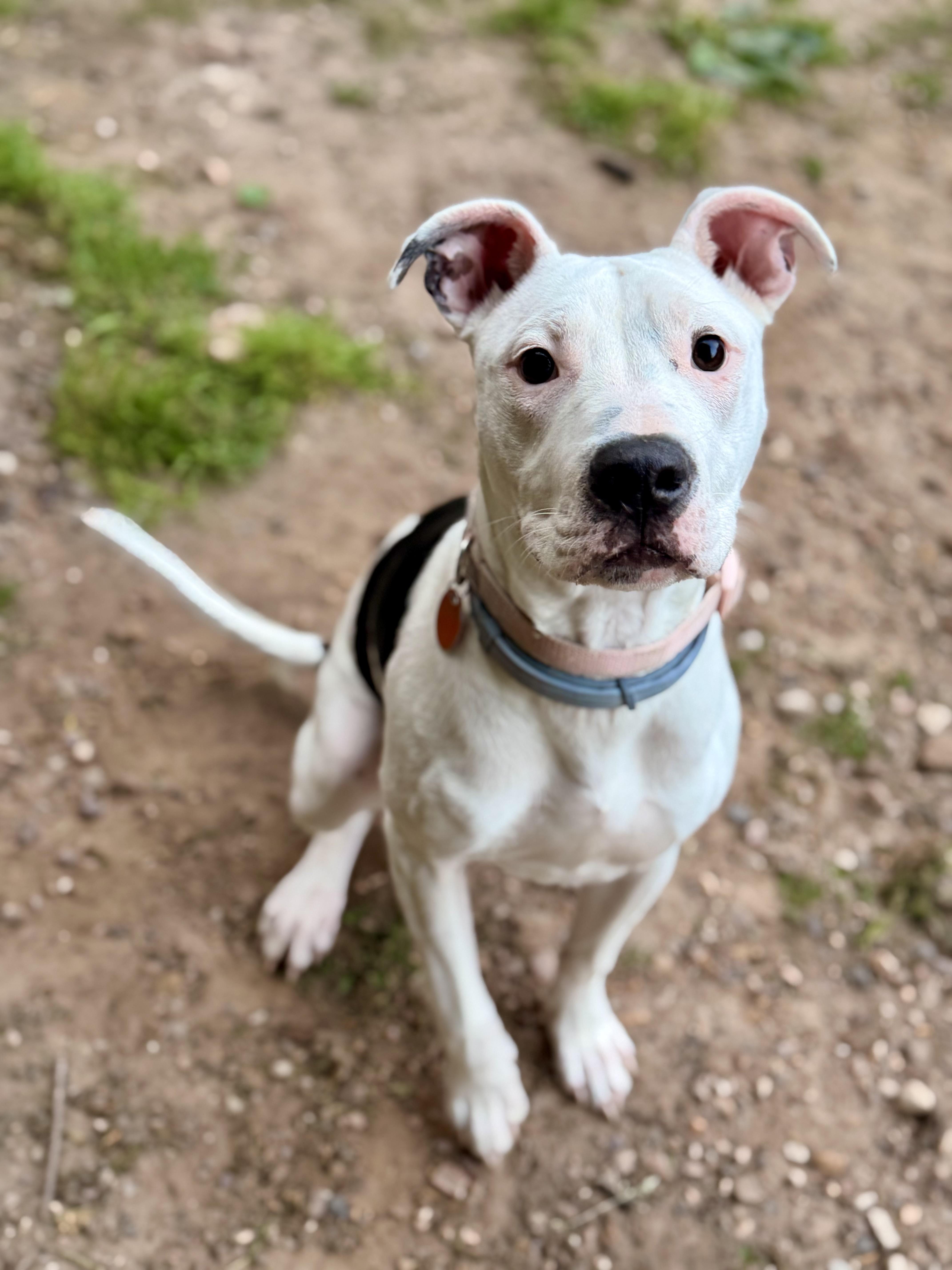 Valentine, ADOPTABLE, Young Female Pit Bull Terrier.