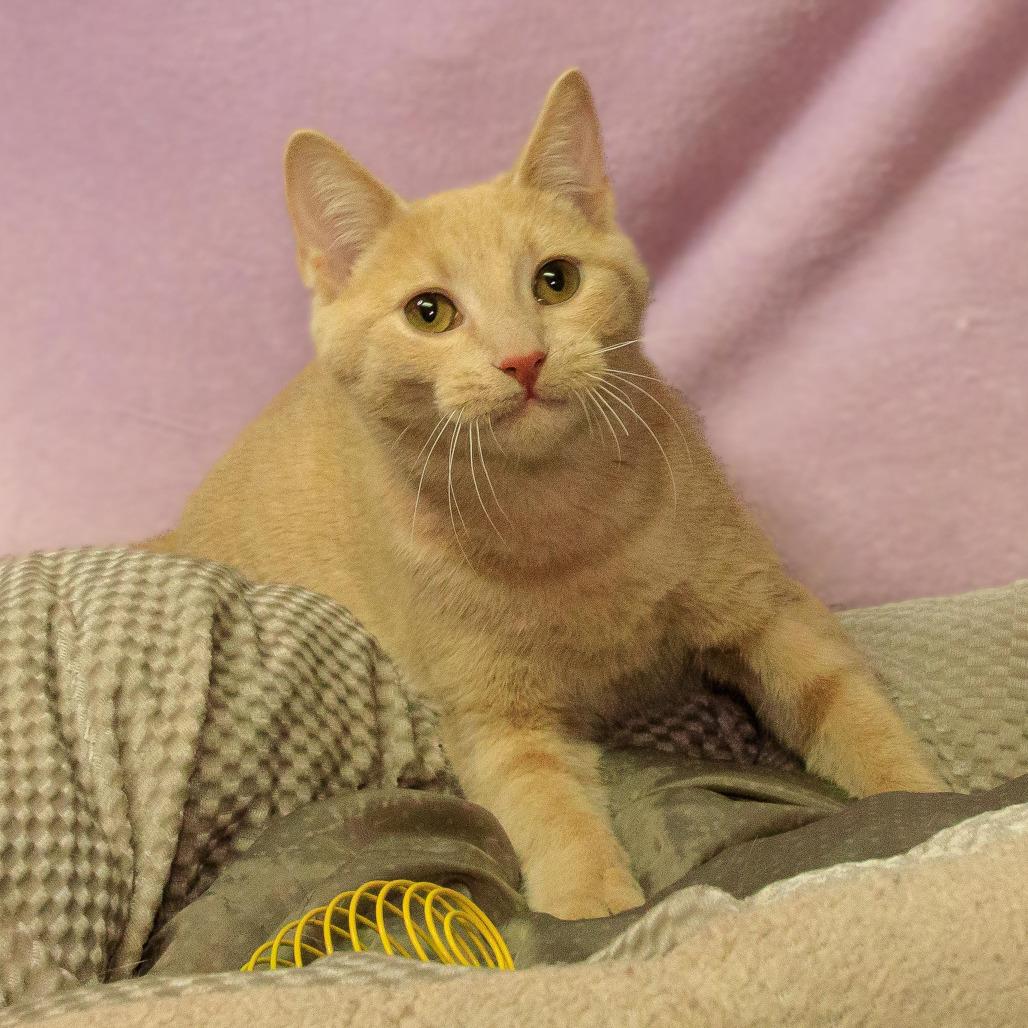 Peach, Adoptable, Adult Male Domestic Short Hair.