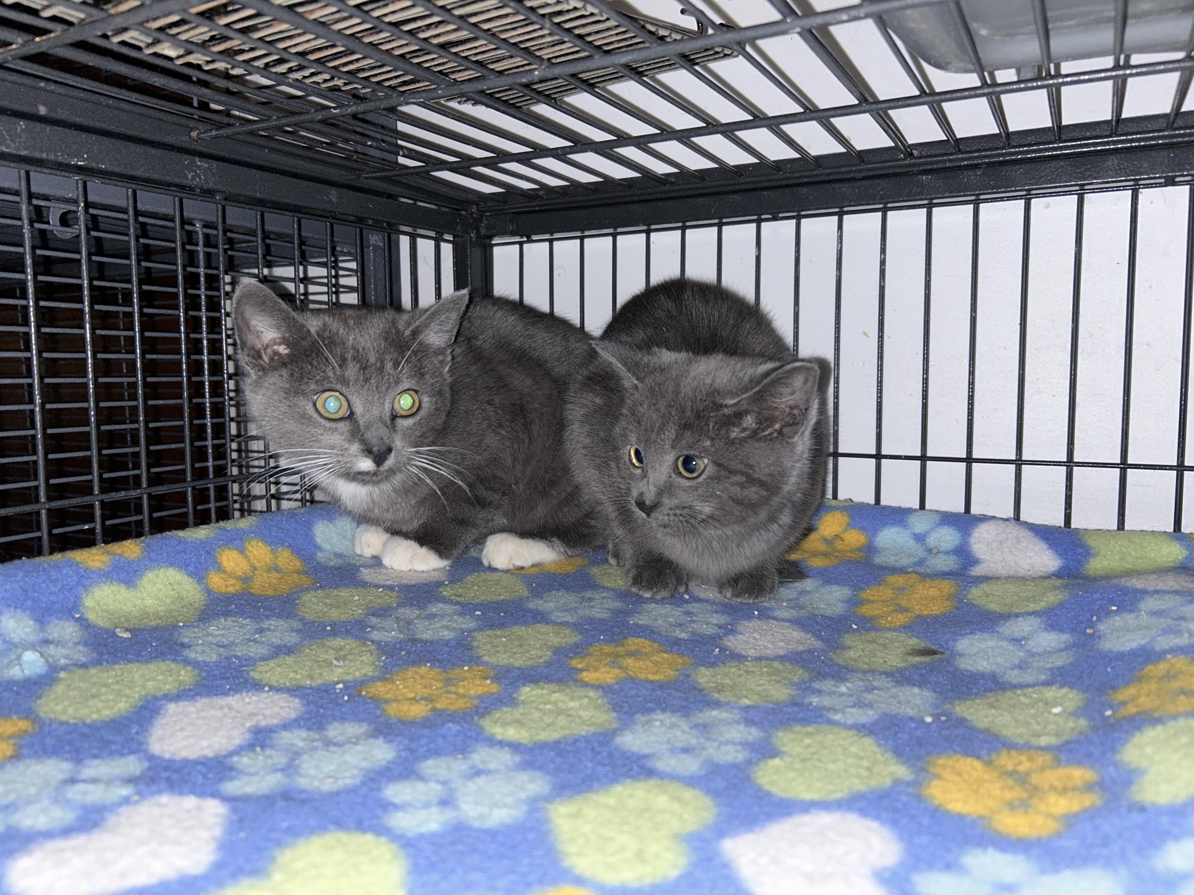 Cayenne, Adoptable, Young Female Domestic Short Hair.