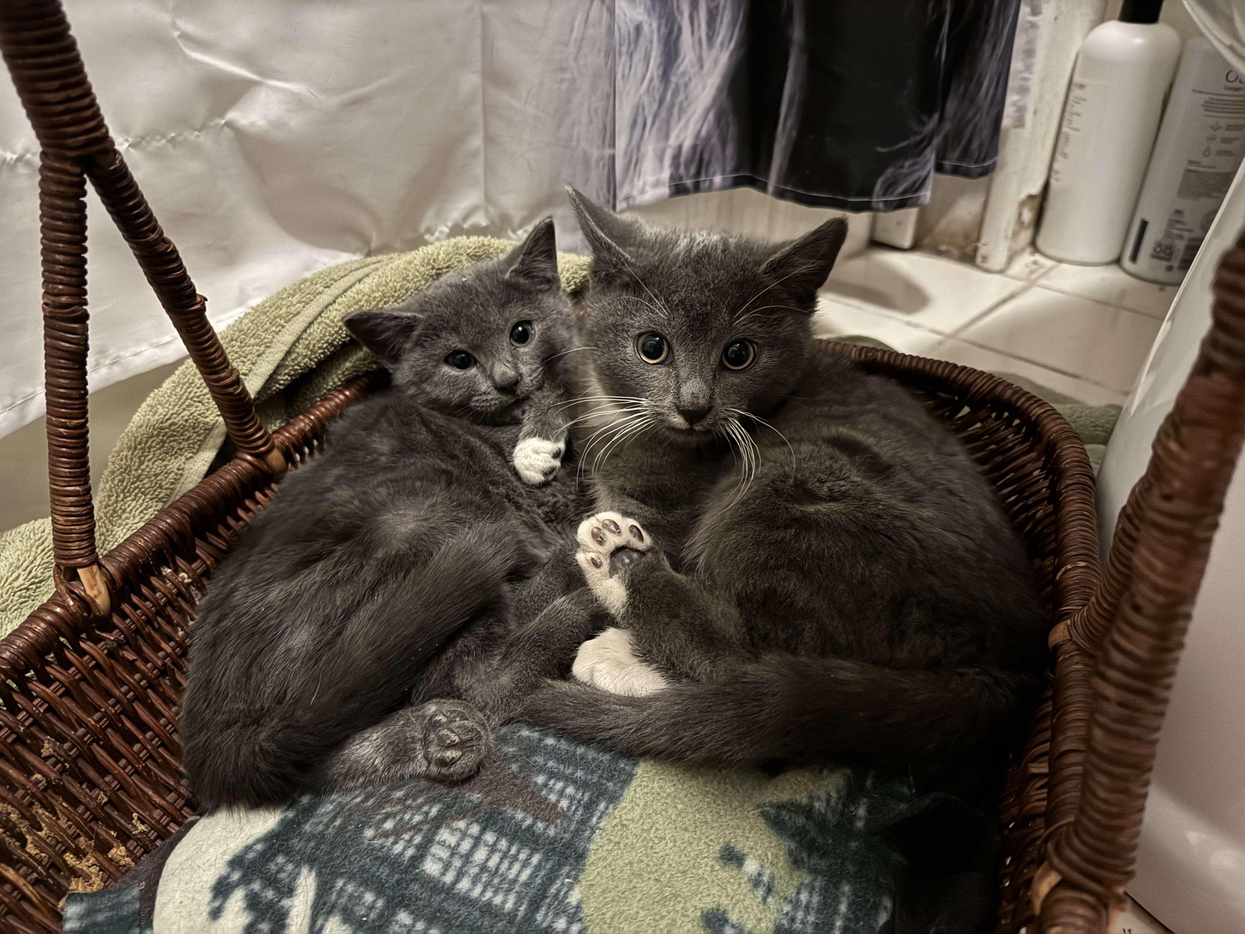 Cayenne, a Adoptable mixed breed in fennville, MI image 3/5