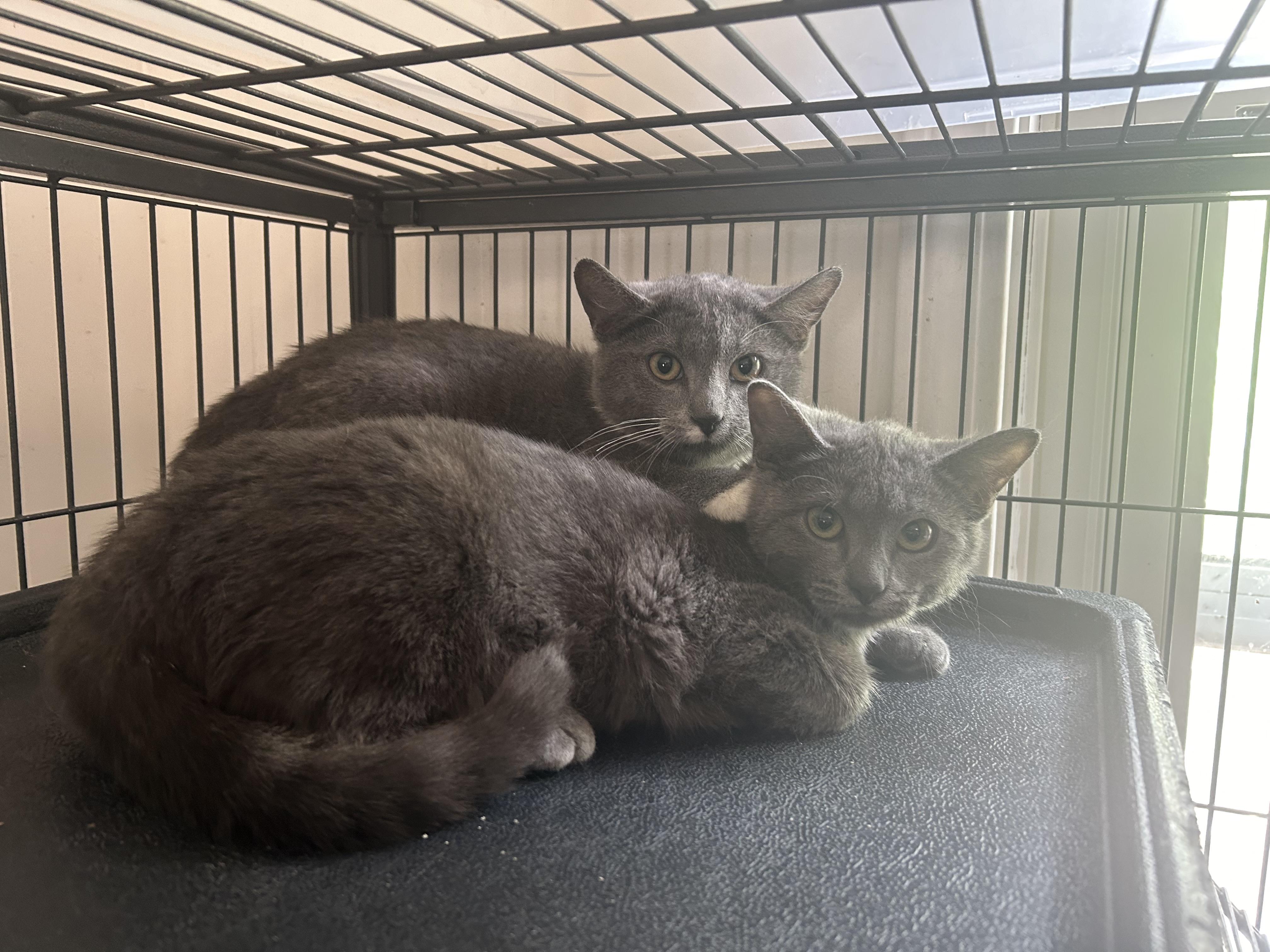 Cayenne, a Adoptable mixed breed in fennville, MI image 4/5