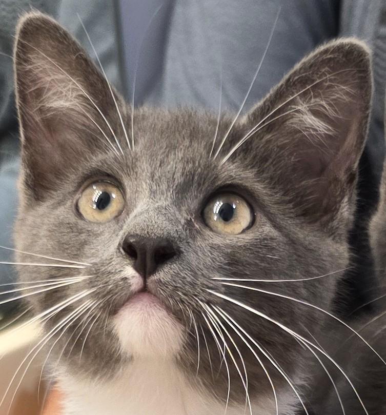 SAGE, Adoptable, Kitten Female Domestic Short Hair.