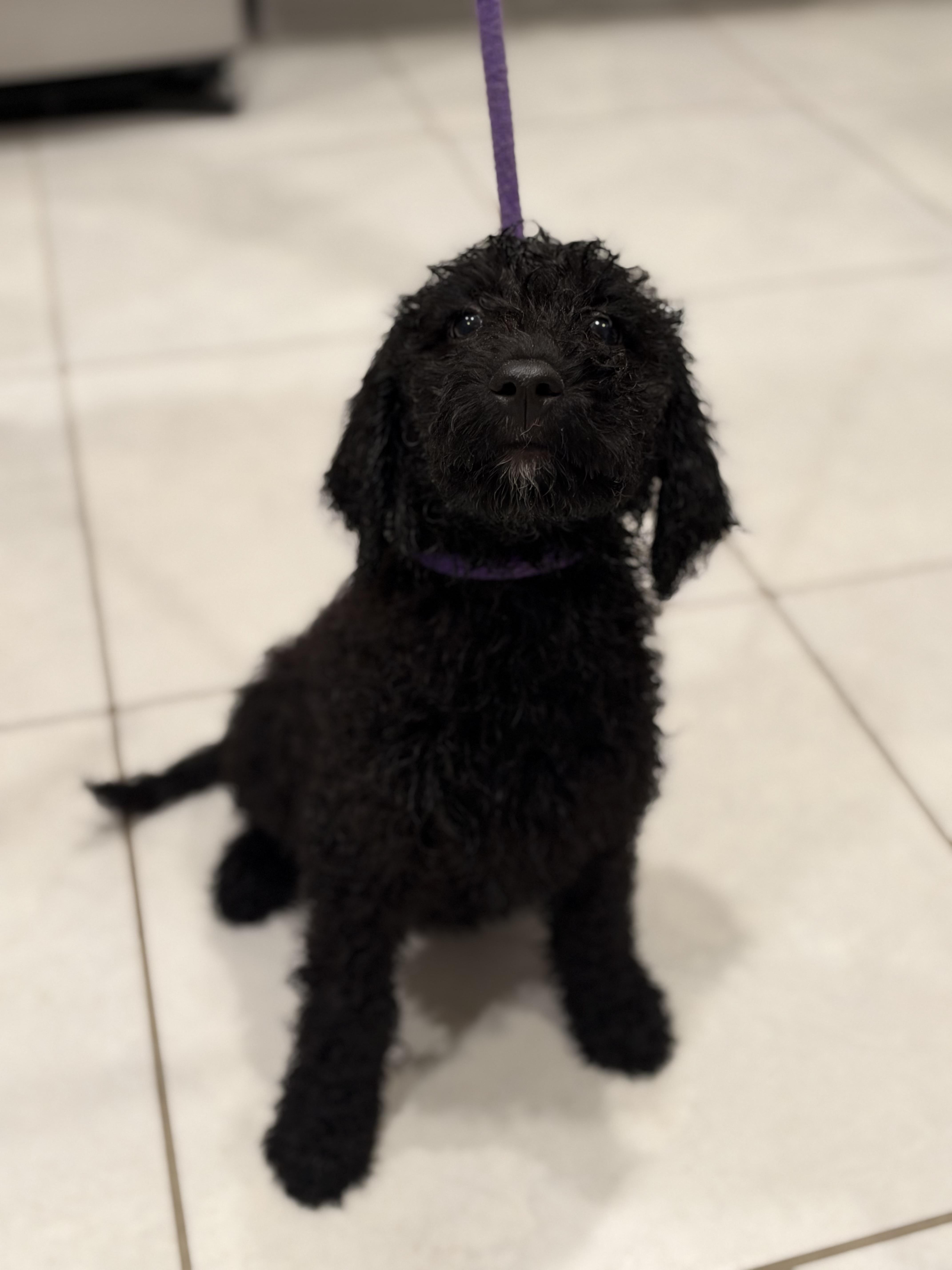 Enlarge Little Sparks, a Adopted Labradoodle in Maitland, FL image 5/5