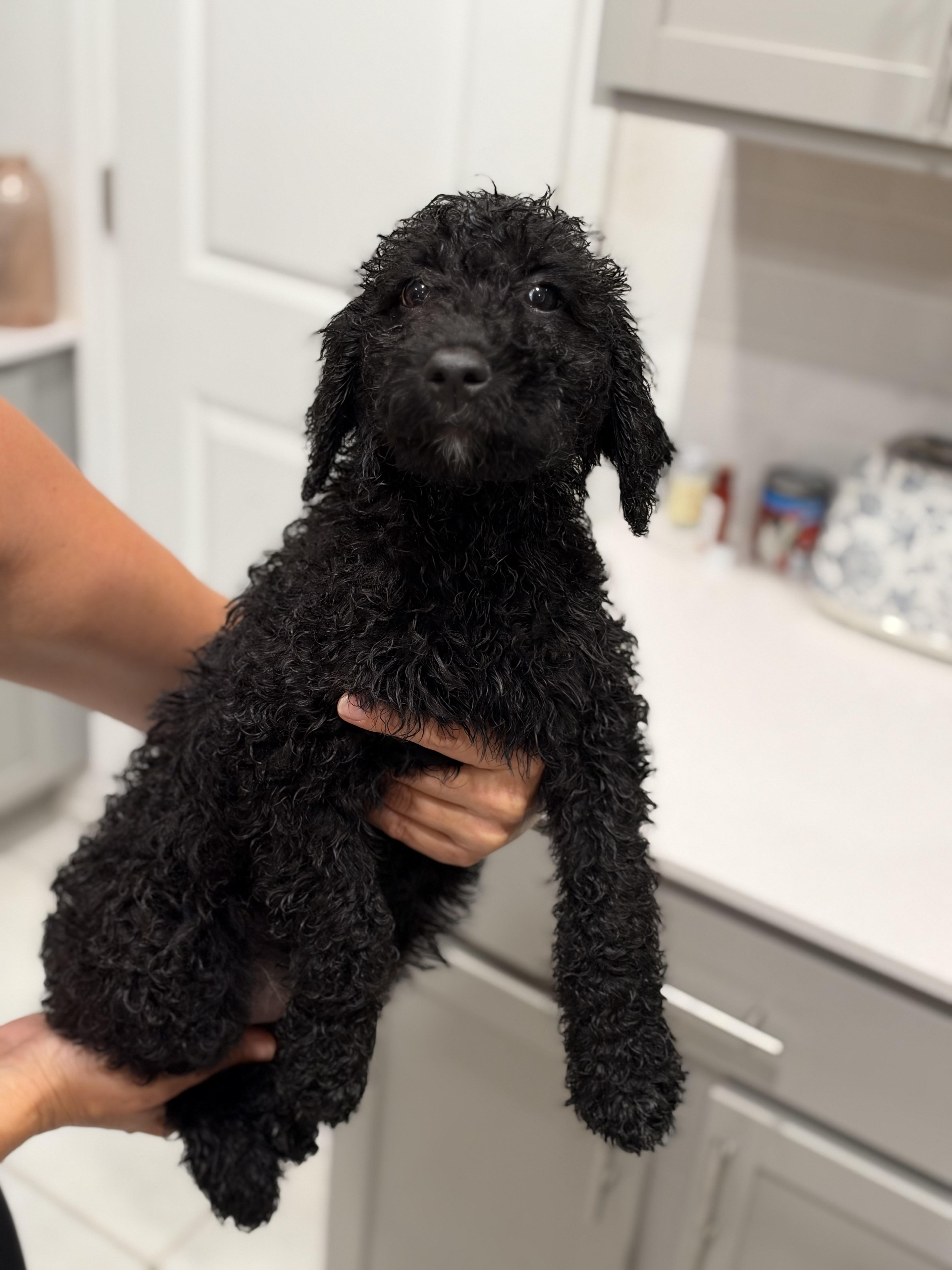 Enlarge Little Sparks, a Adopted Labradoodle in Maitland, FL image 2/5