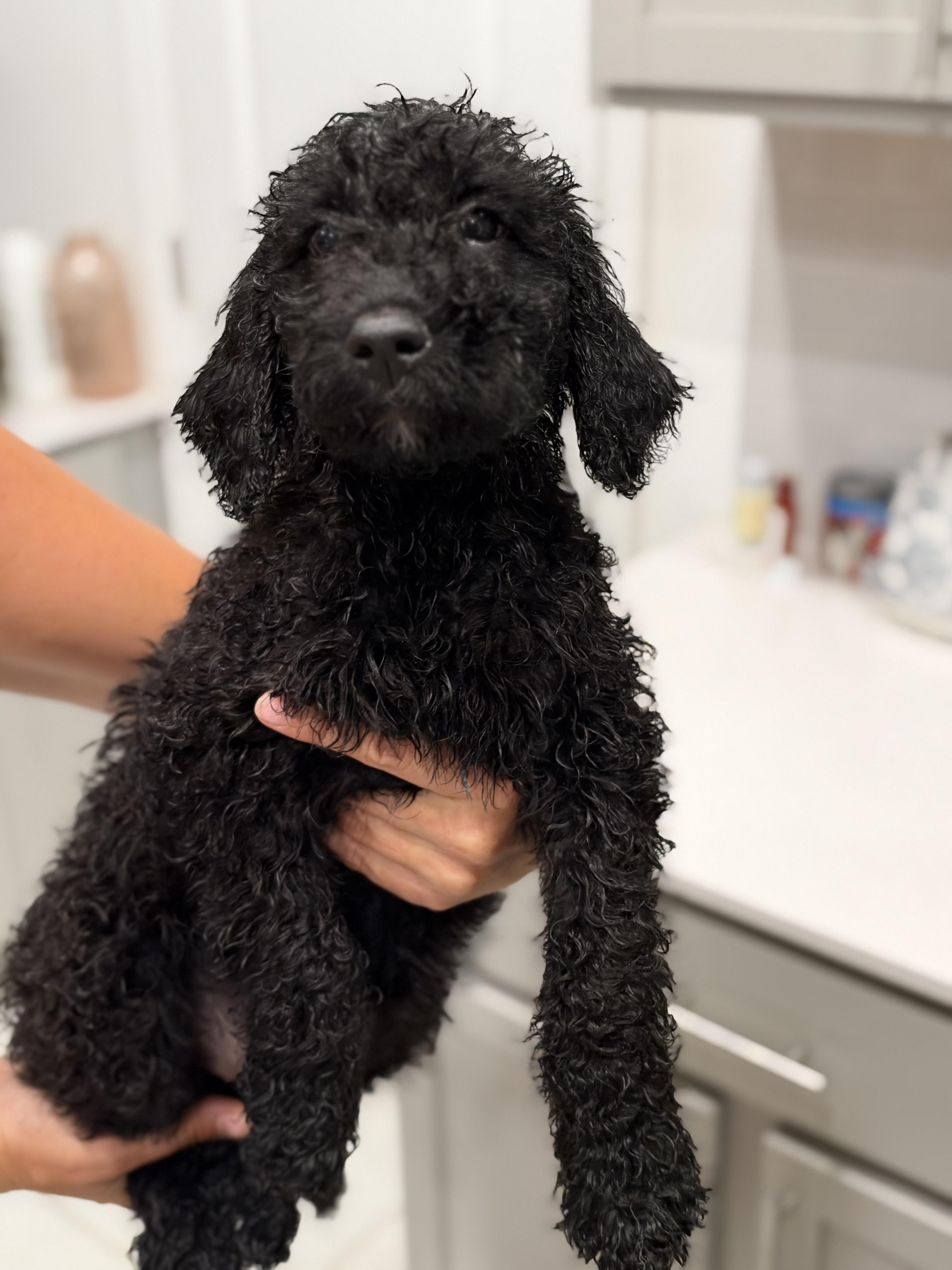 Little Sparks, Adopted, Puppy Female Labradoodle.