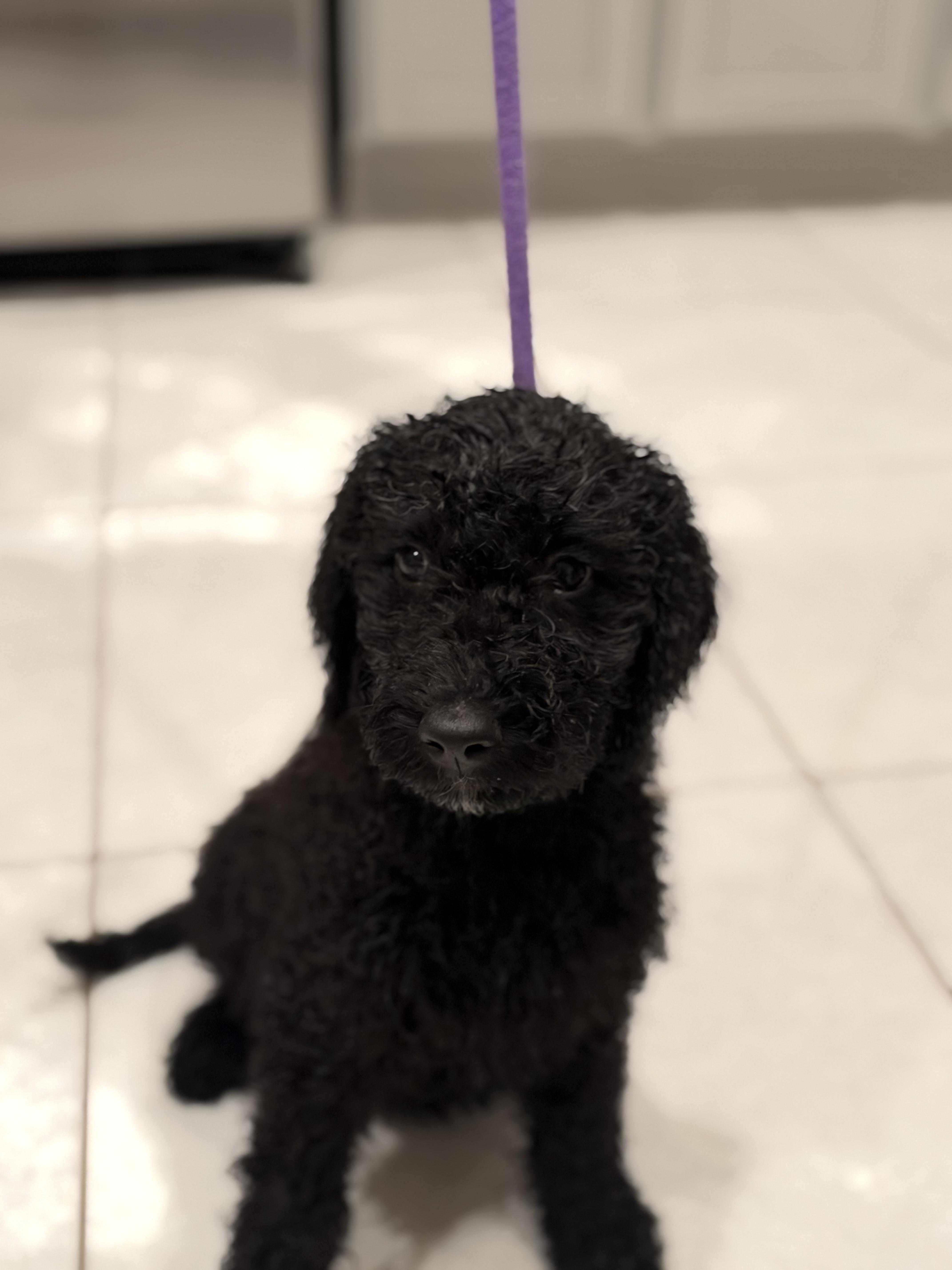 Enlarge Little Sparks, a Adopted Labradoodle in Maitland, FL image 3/5