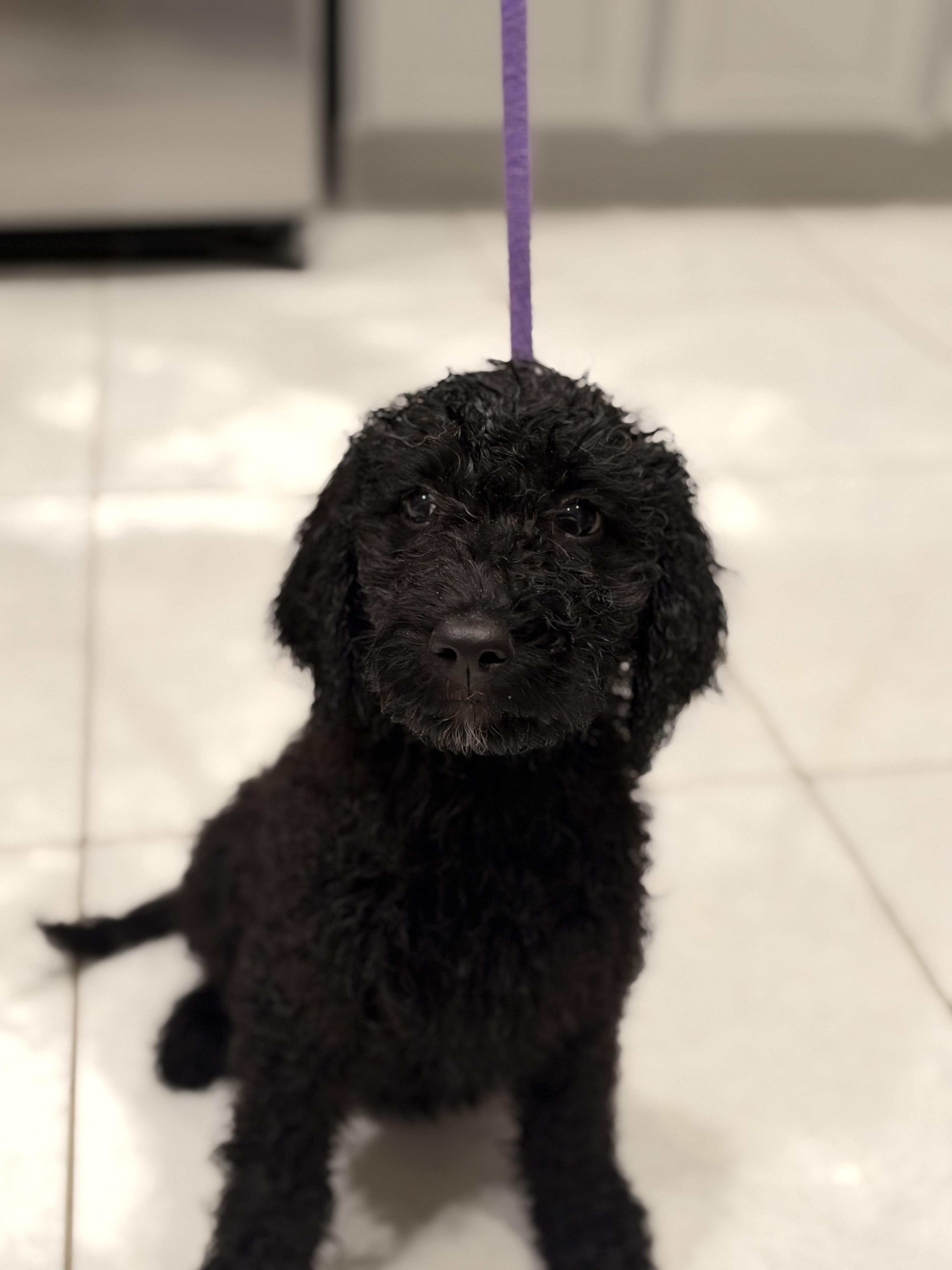 Enlarge Little Sparks, a Adopted Labradoodle in Maitland, FL image 4/5