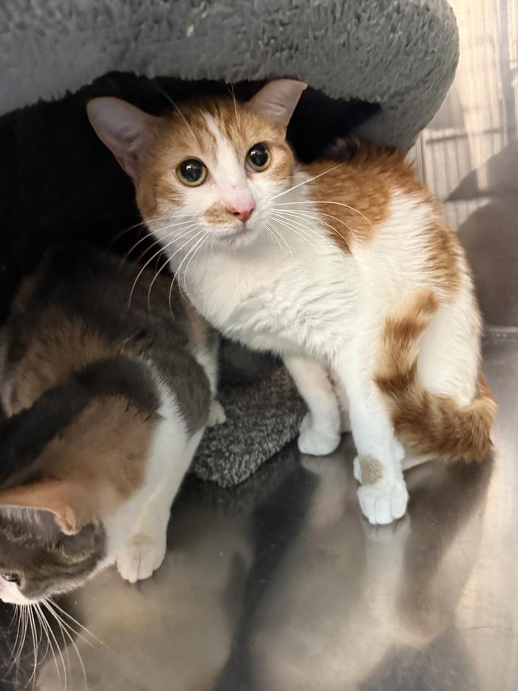 Sandra, Adoptable, Adult Female Domestic Short Hair.
