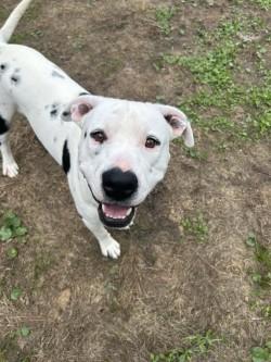 Archer, ADOPTABLE, Adult Male Pit Bull Terrier.