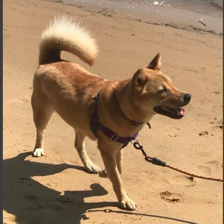 Enlarge Moxie, a Adoptable Jindo in Fairfax, VA image 1/6