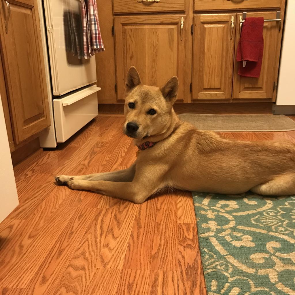 Enlarge Moxie, a Adoptable Jindo in Fairfax, VA image 2/6