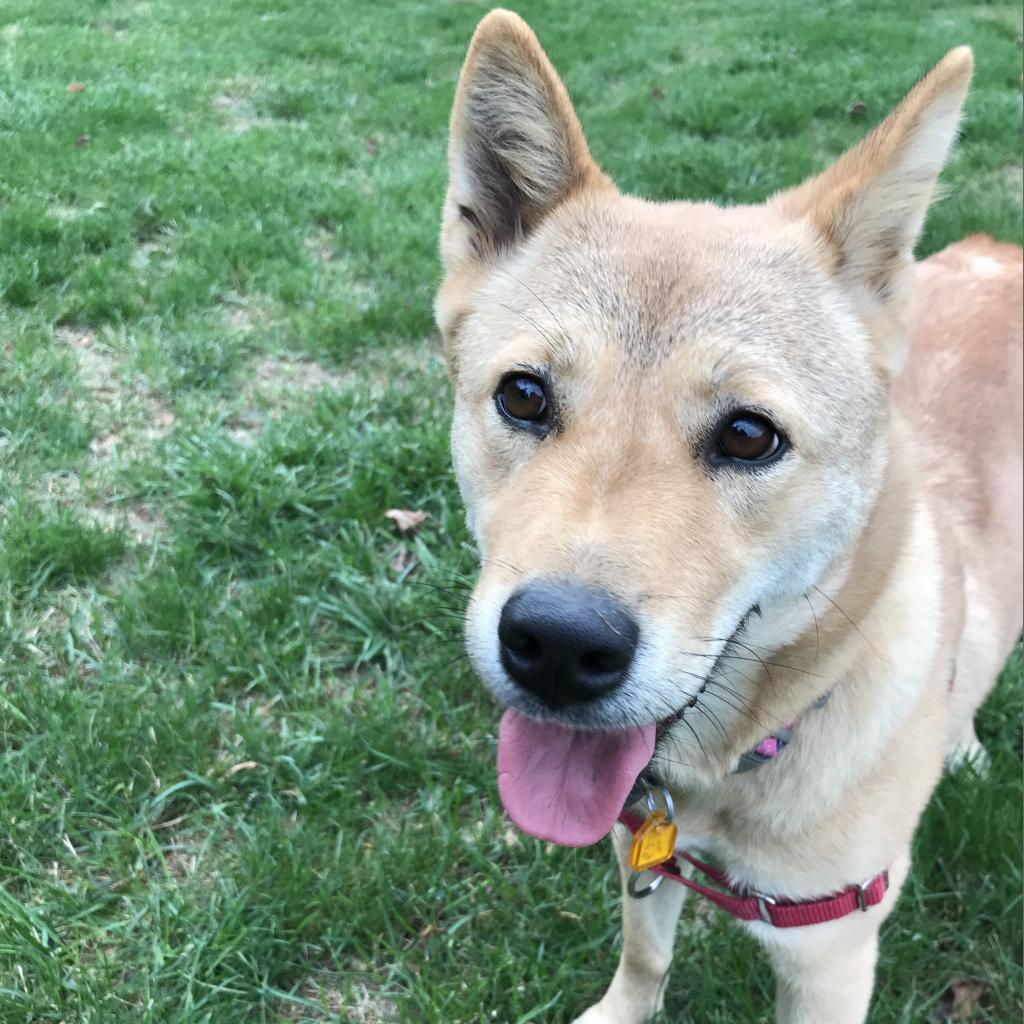 Enlarge Moxie, a Adoptable Jindo in Fairfax, VA image 3/6