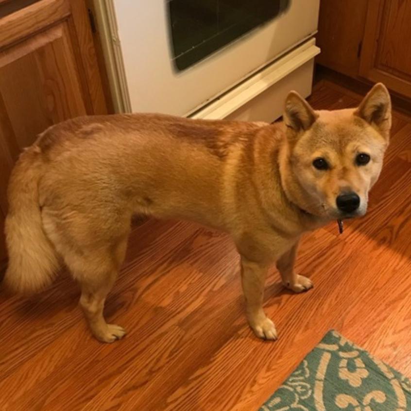 Enlarge Moxie, a Adoptable Jindo in Fairfax, VA image 4/6