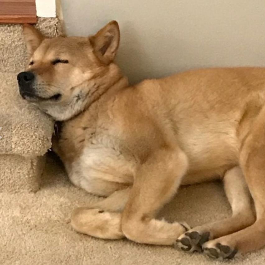 Enlarge Moxie, a Adoptable Jindo in Fairfax, VA image 5/6