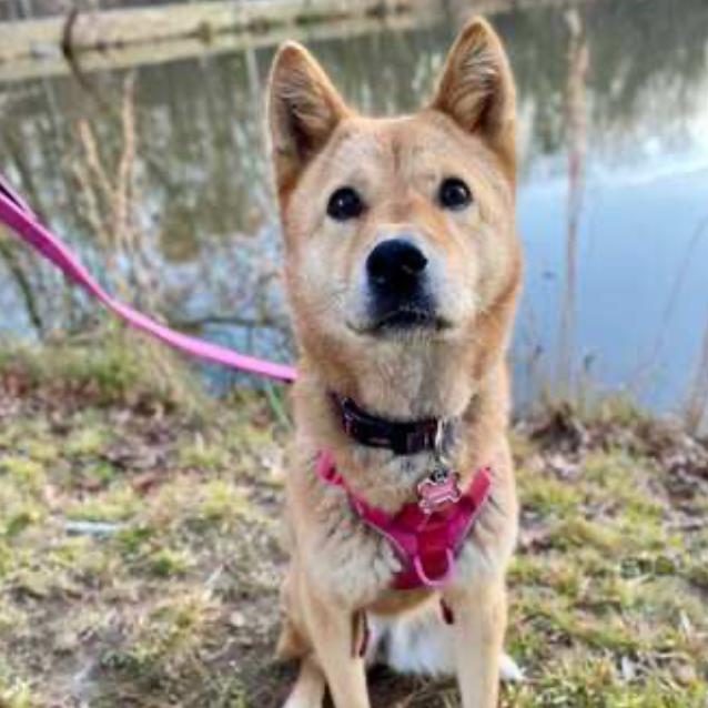 Enlarge Moxie, a Adoptable Jindo in Fairfax, VA image 6/6