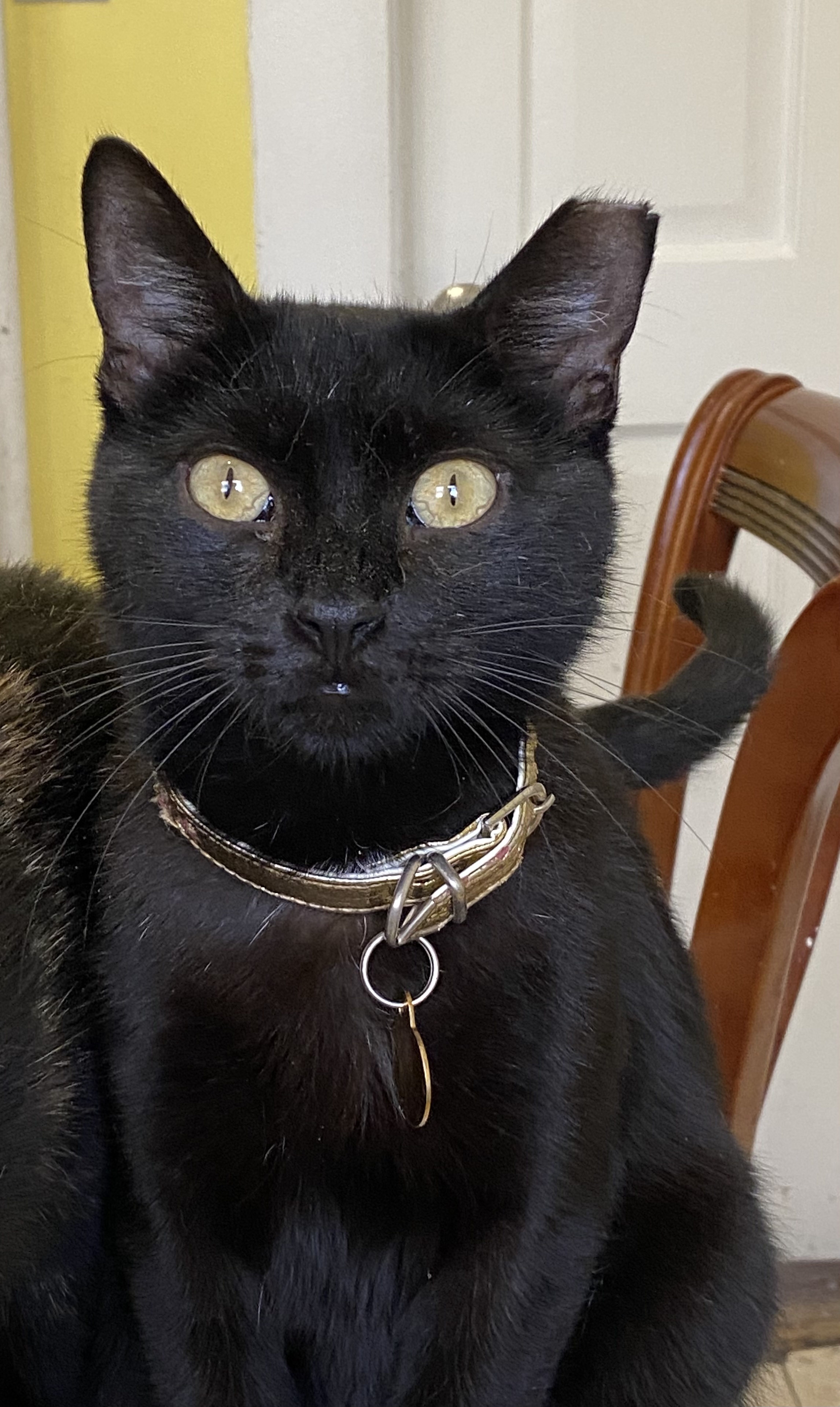 Emma, Adoptable, Young Female Domestic Short Hair.