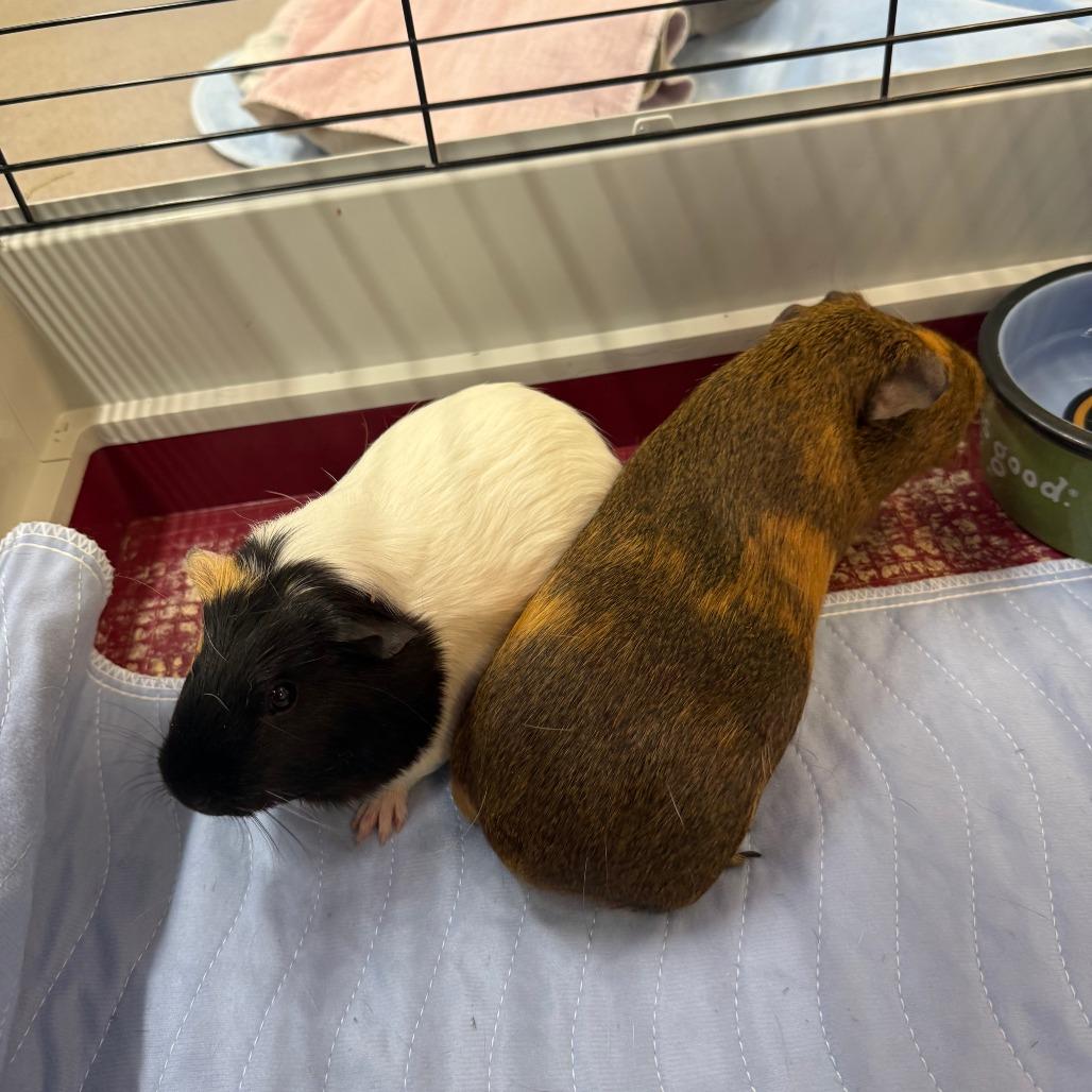 Ivy, Adoptable, Young Female Guinea Pig.