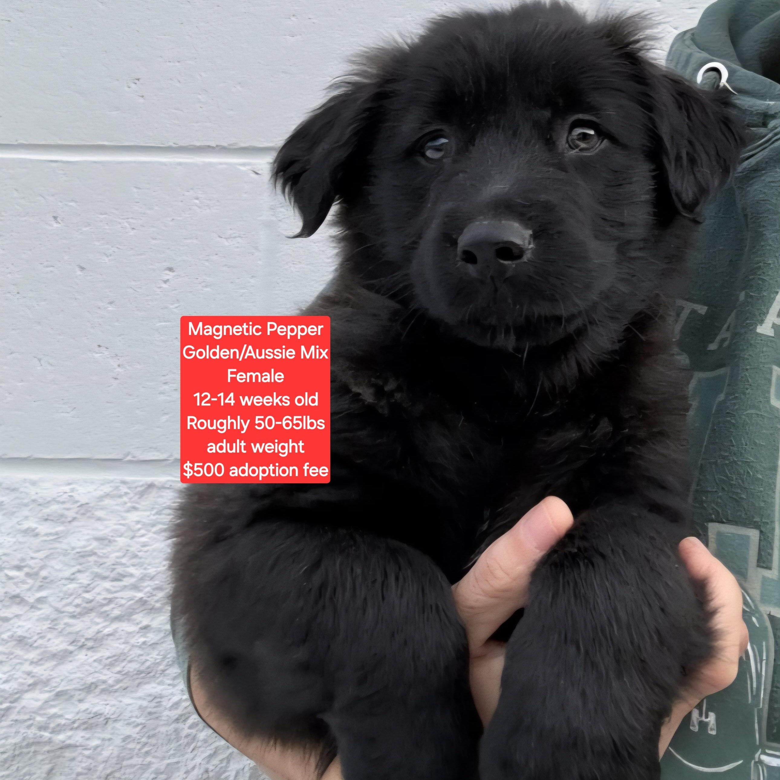 Enlarge Magnetic Pepper, an adoptable mixed breed in Oviedo, FL image 1/1