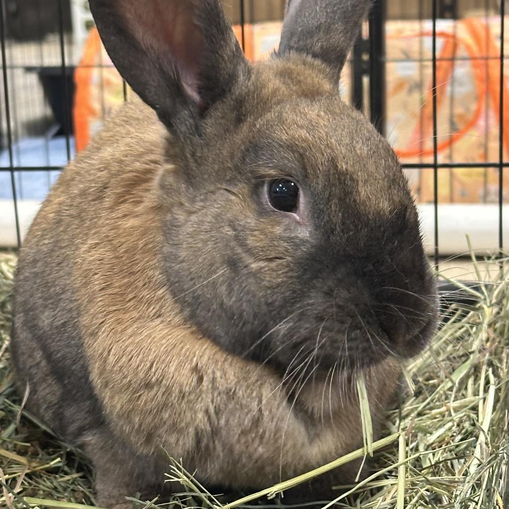 Ginger with Ty, a Adoptable Bunny Rabbit in Erie, CO image 1/4